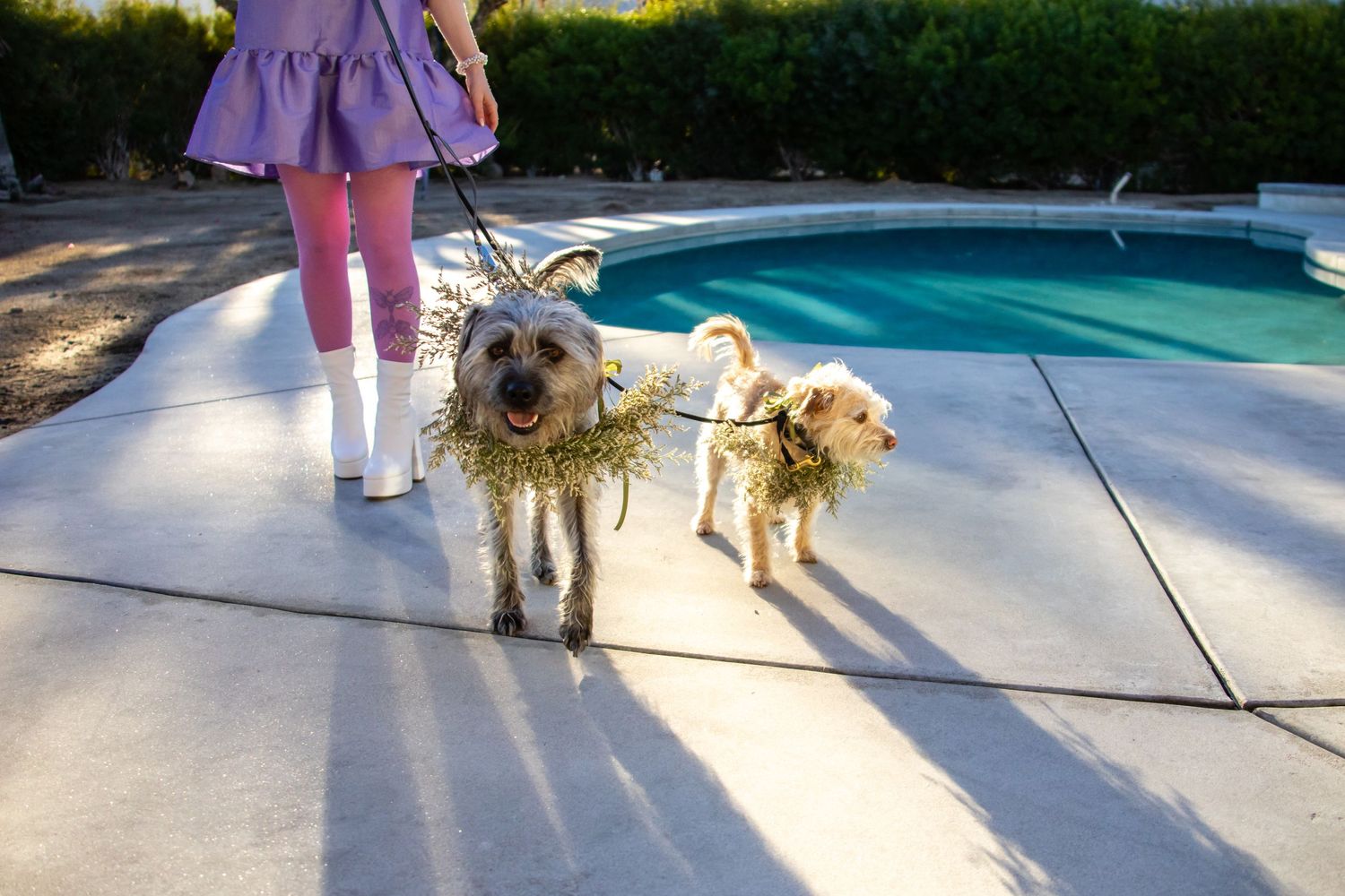 Two dogs walking together on a sunny day near a swimming pool.
