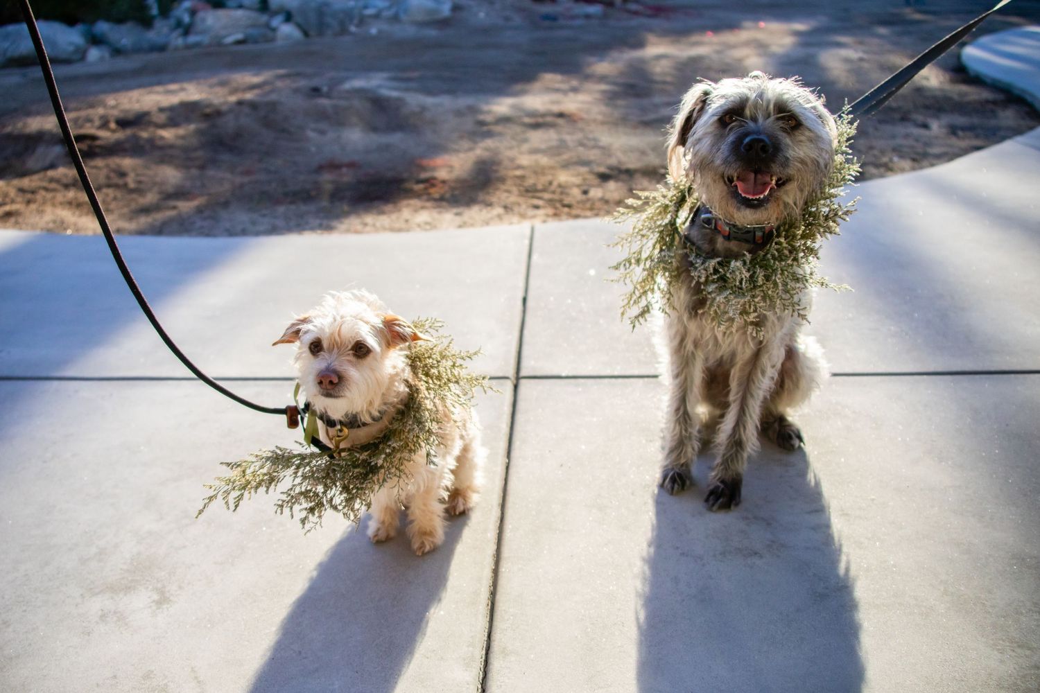 Two small dogs with scruffy fur walking on a paved surface near a pool.