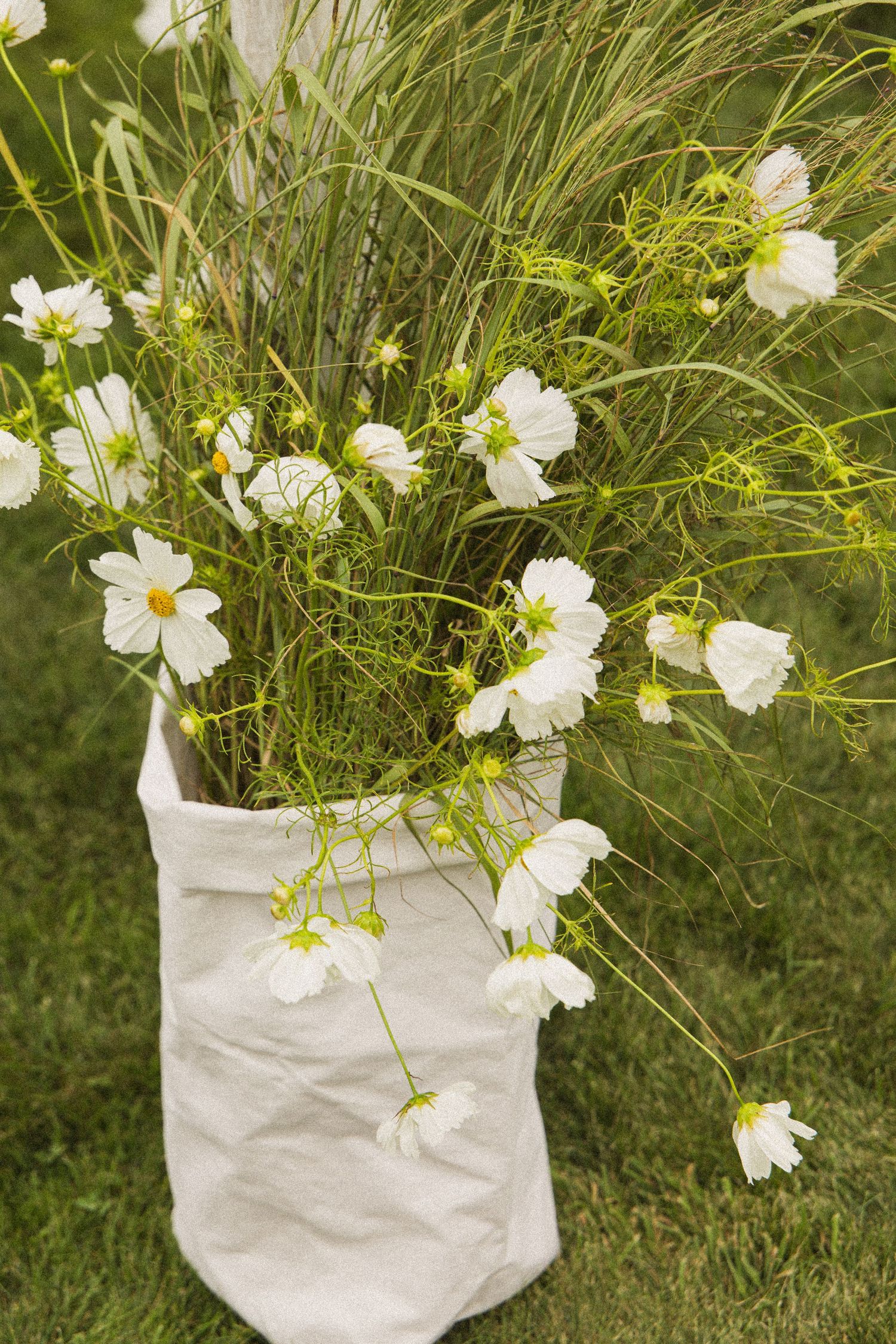 White cosmos flowers arranged in a white paper bag vase on green grass, creating a rustic garden bouquet display.