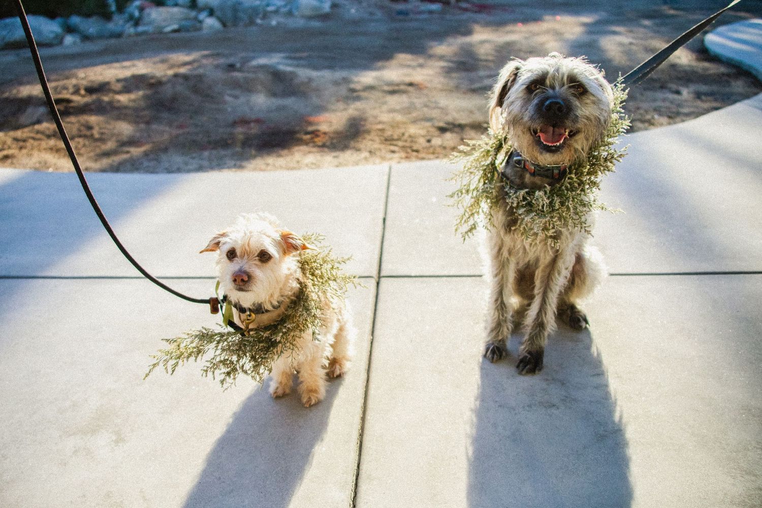 A row of small dogs sitting on a sunny sidewalk.