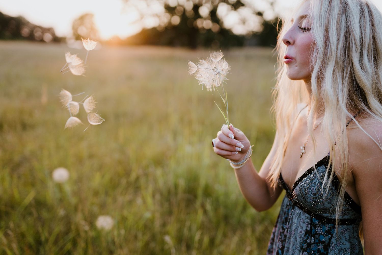 Someone blowing dandelion seeds at sunset in a golden summer field.