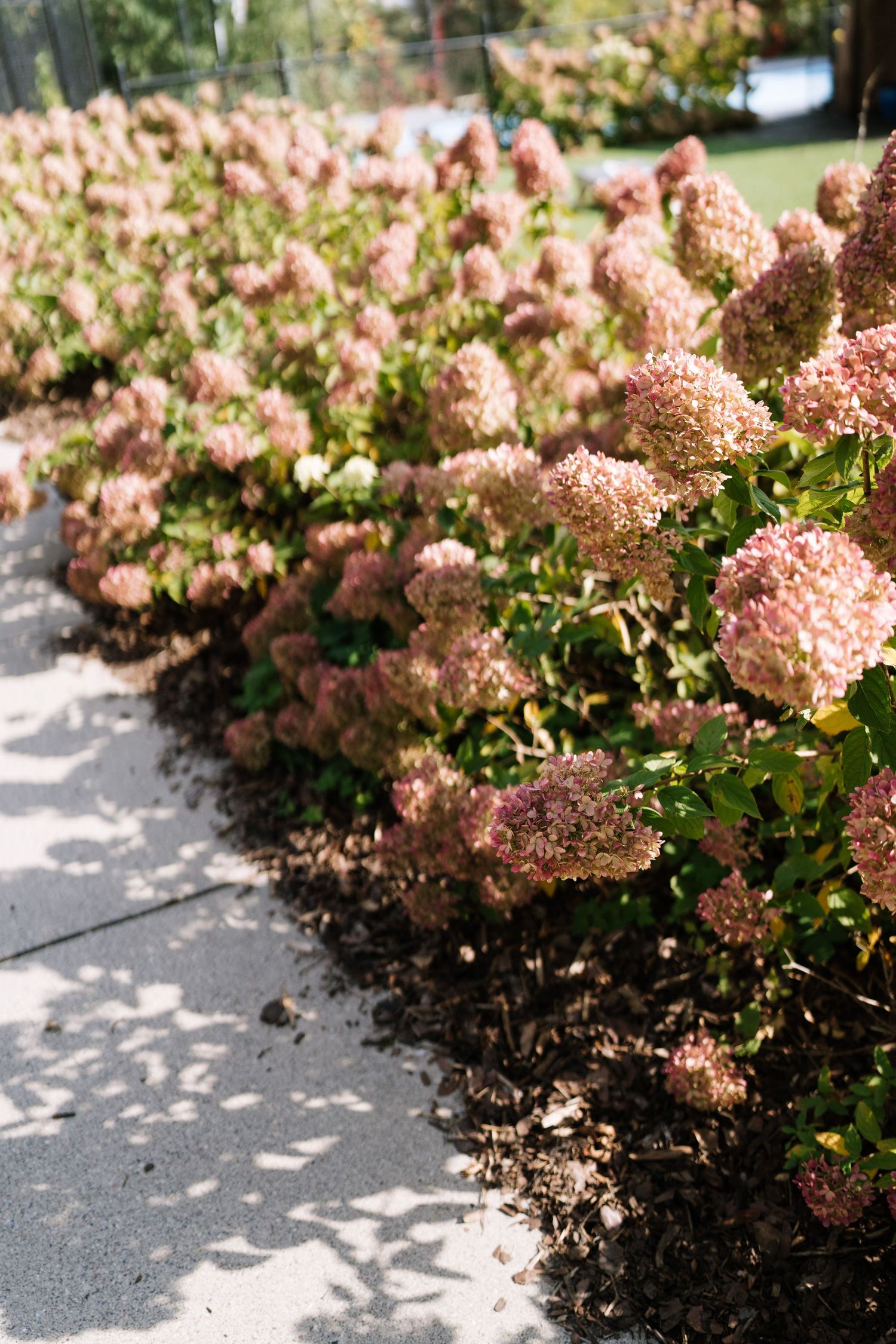 Pink hydrangea flowers line a garden path casting delicate shadows on the ground.