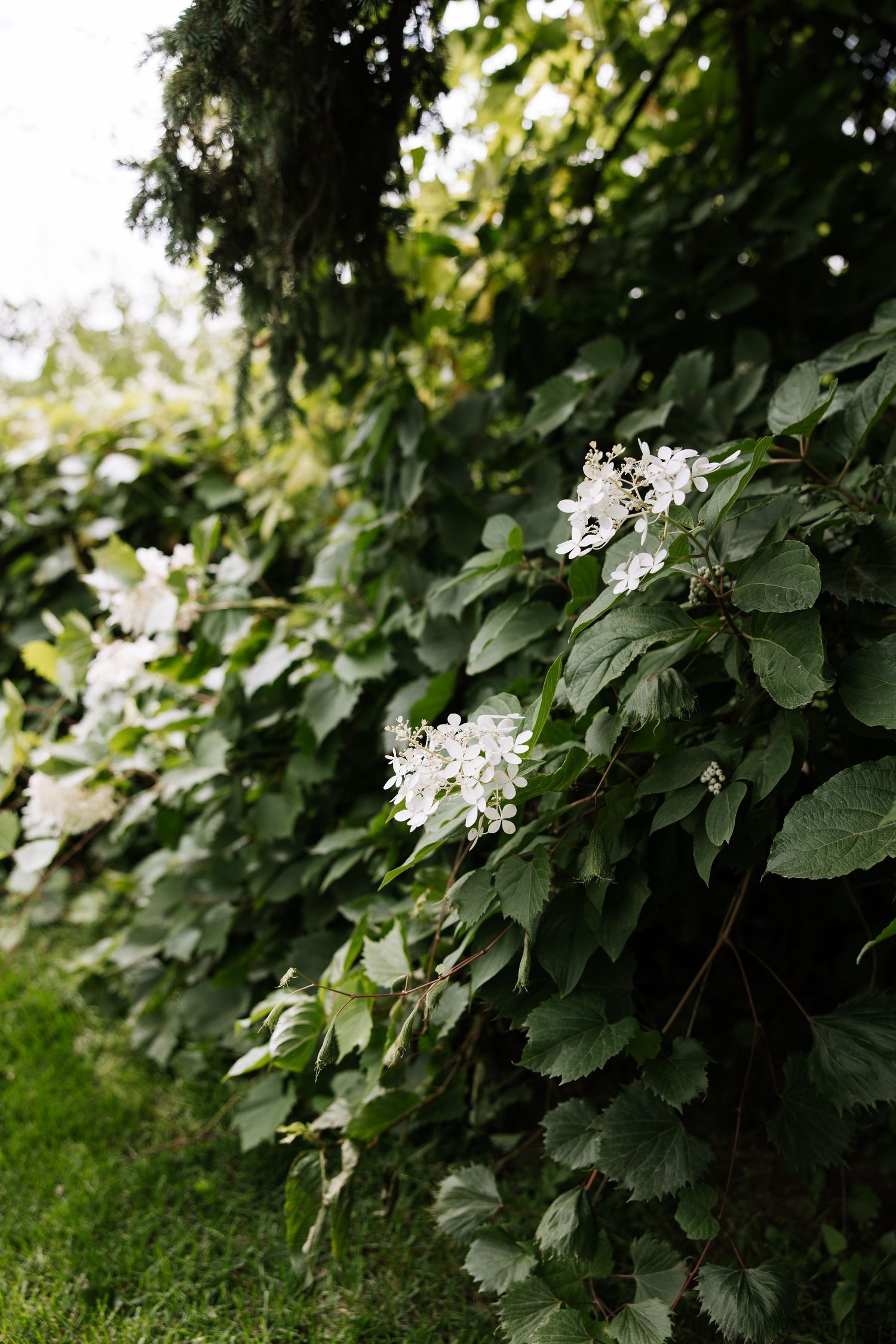 White hydrangea flowers blooming on lush green foliage in natural outdoor setting.