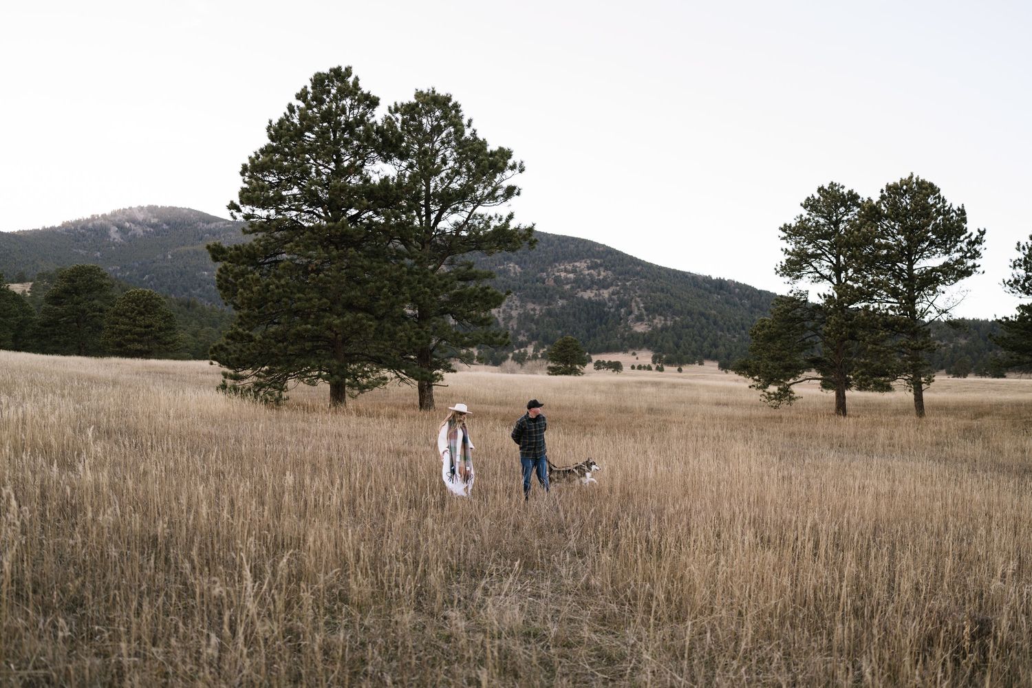 People walking through a golden field with mountains and pine trees in the background.
