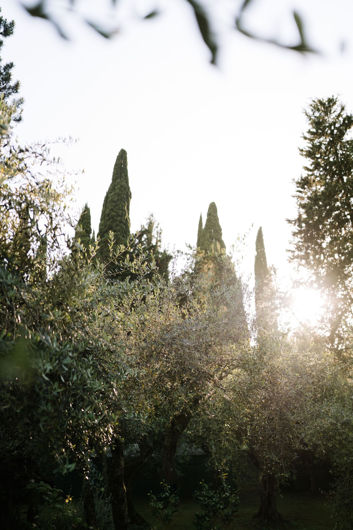 Sunlight filters through olive and cypress trees in a serene Italian garden landscape.
