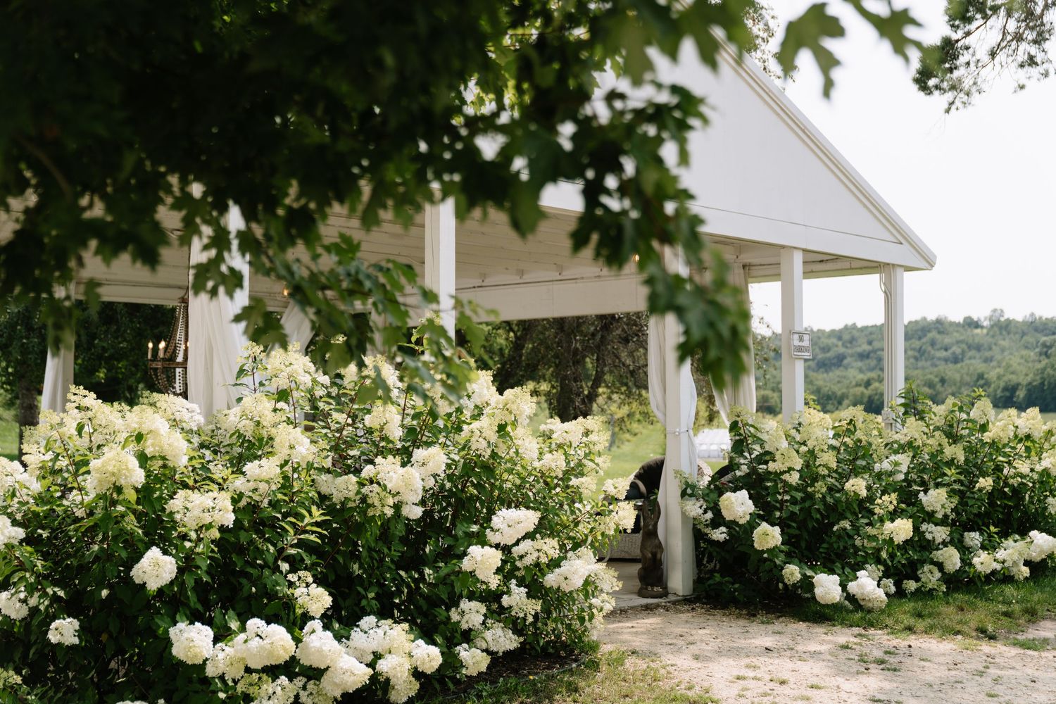 A series of white hydrangea bushes blooming along a white house exterior.