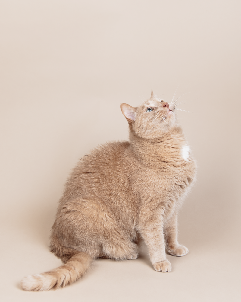 Studio pet portrait of a cream-coloured cat sitting against a neutral beige background.