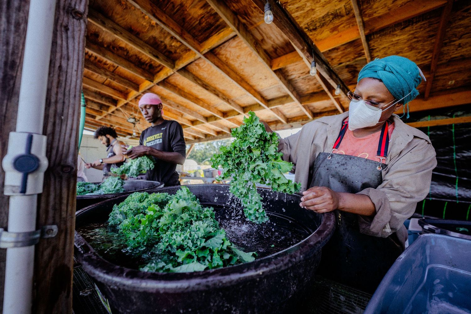 Workers process fresh leafy greens in a covered agricultural facility.