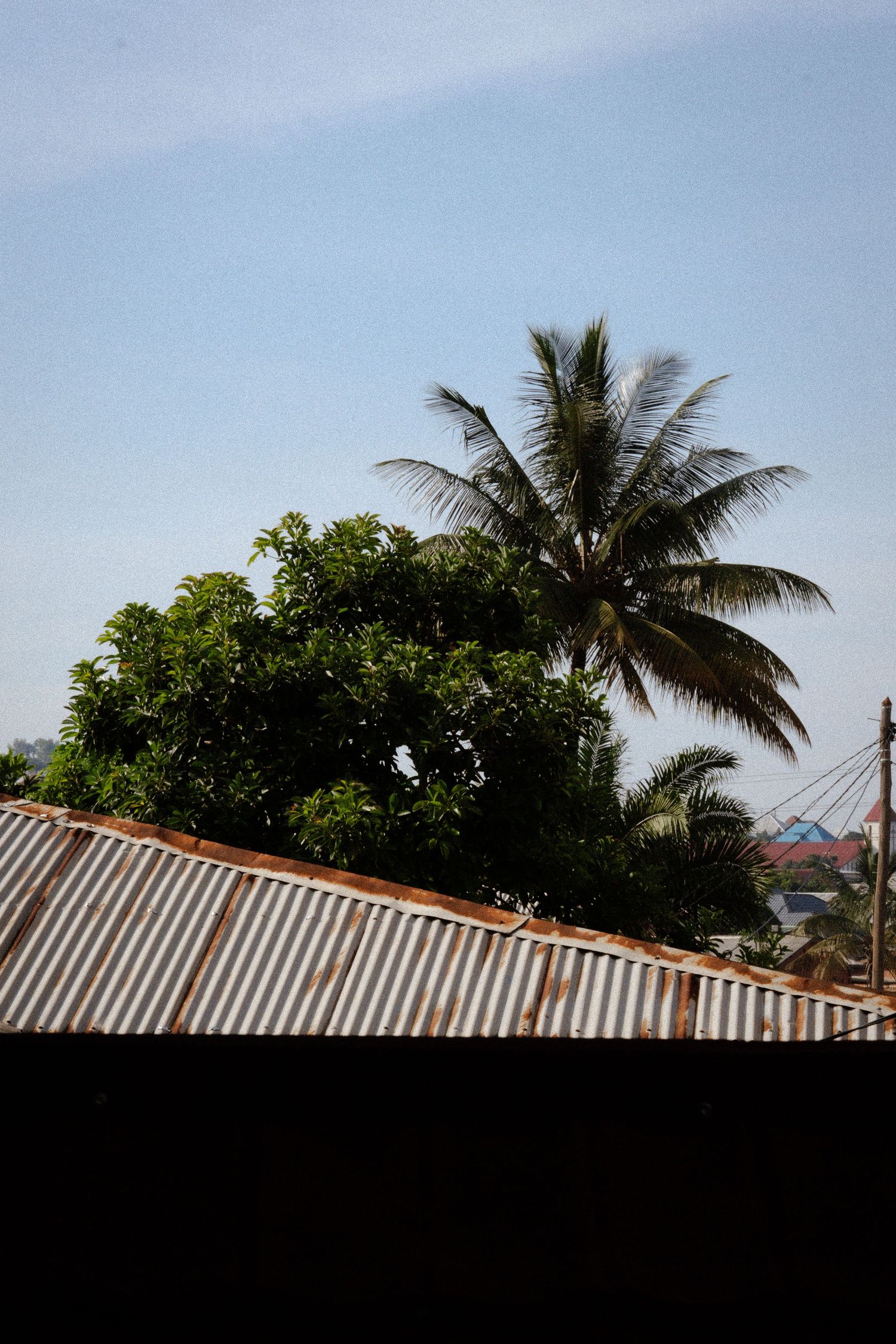 Palm trees and rooftops create a silhouette against a bright sky in a tropical urban setting.