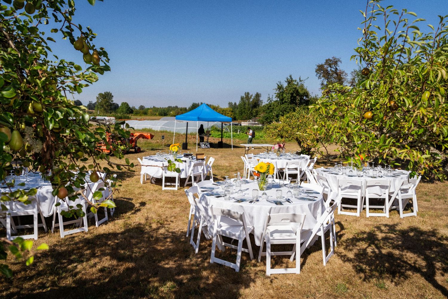 Outdoor wedding reception setup with white chairs and round tables arranged under fruit trees with a blue canopy tent.