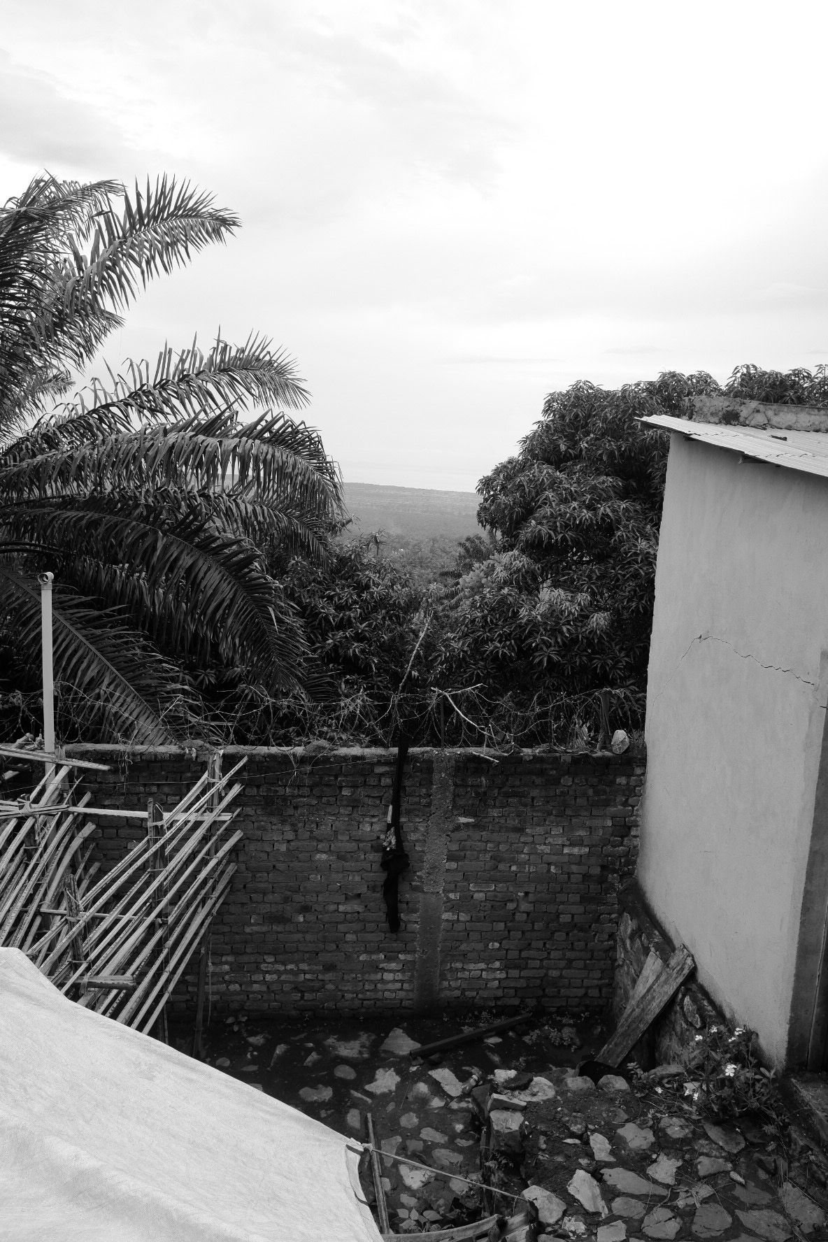 Stone wall and bamboo fencing with palm trees in black and white composition.