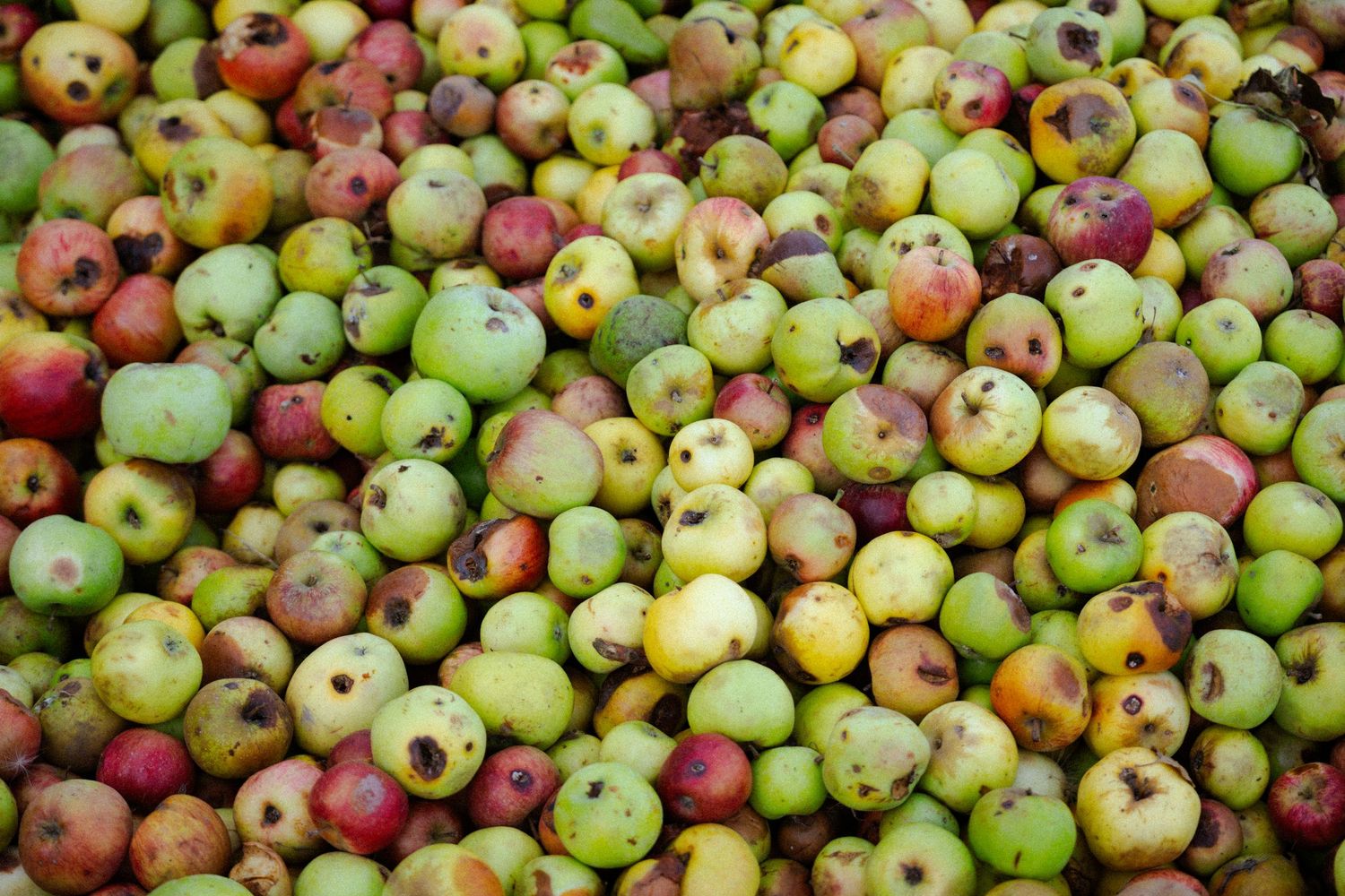 A large pile of small green and red apples, some with blemishes and spots, harvested and gathered together.