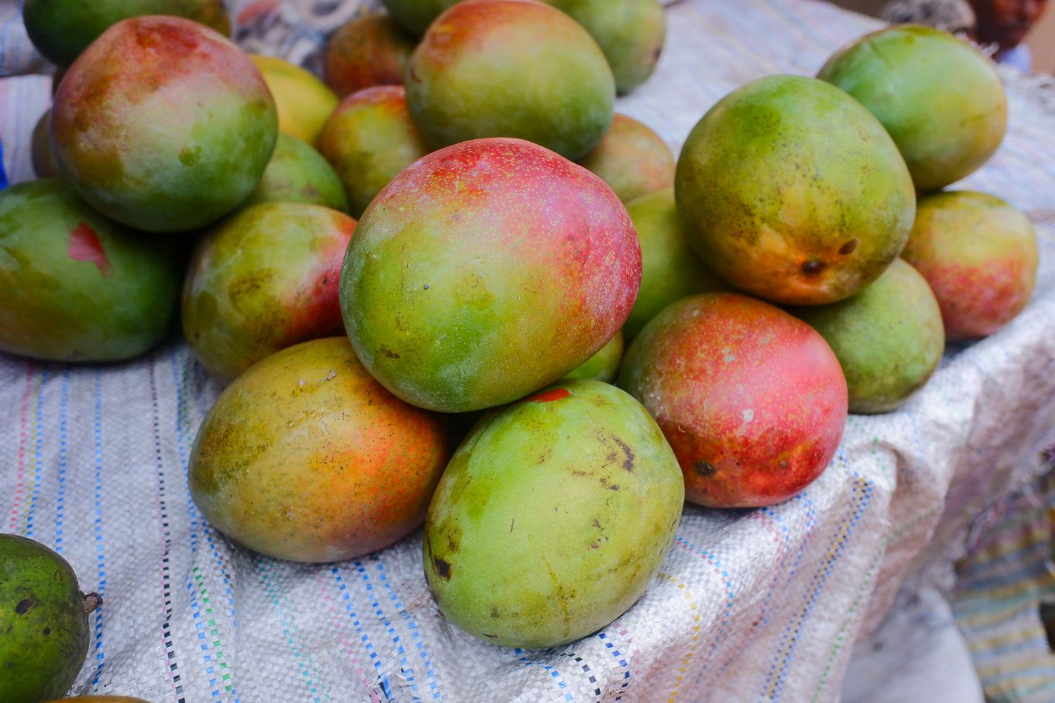 Fresh mangoes in various ripeness stages displayed on a white surface.
