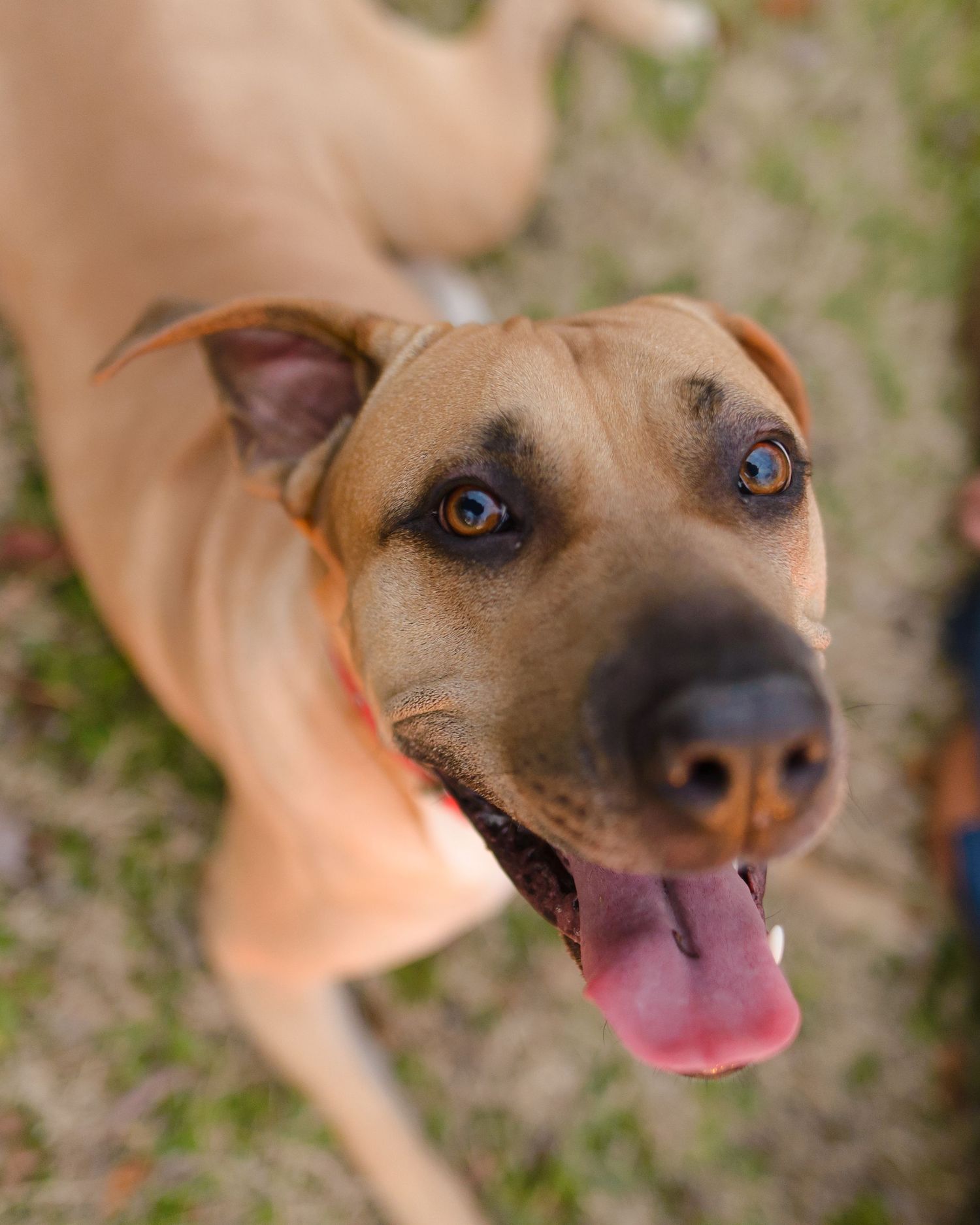 Close-up portrait series of a tan dog with brown eyes and happy expression.