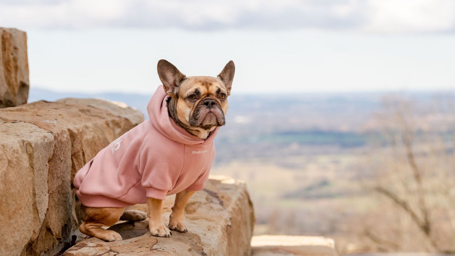 French bulldog sitting on a rock ledge overlooking a scenic mountain landscape.
