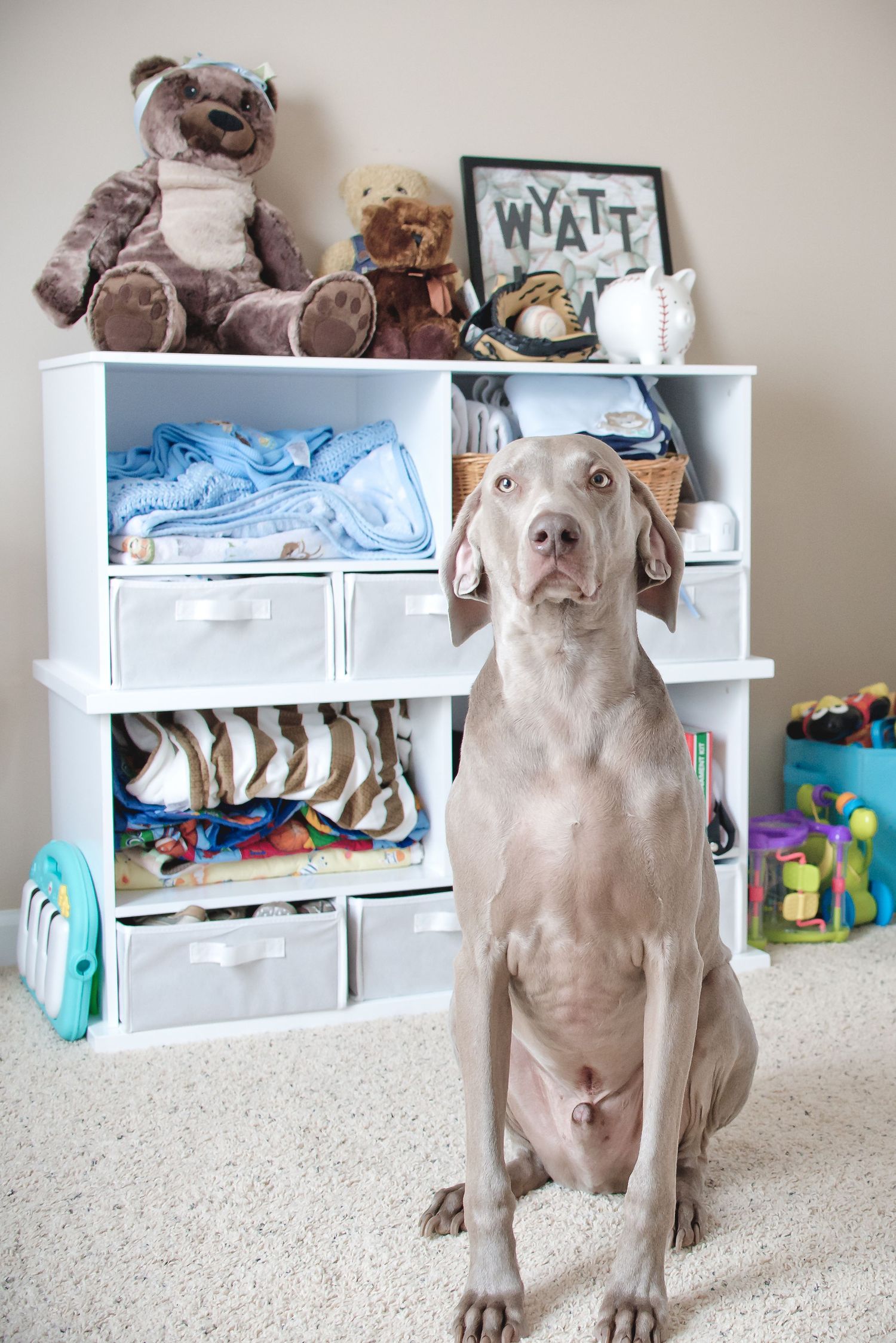 Weimaraner dog standing in front of white storage cubes filled with toys.