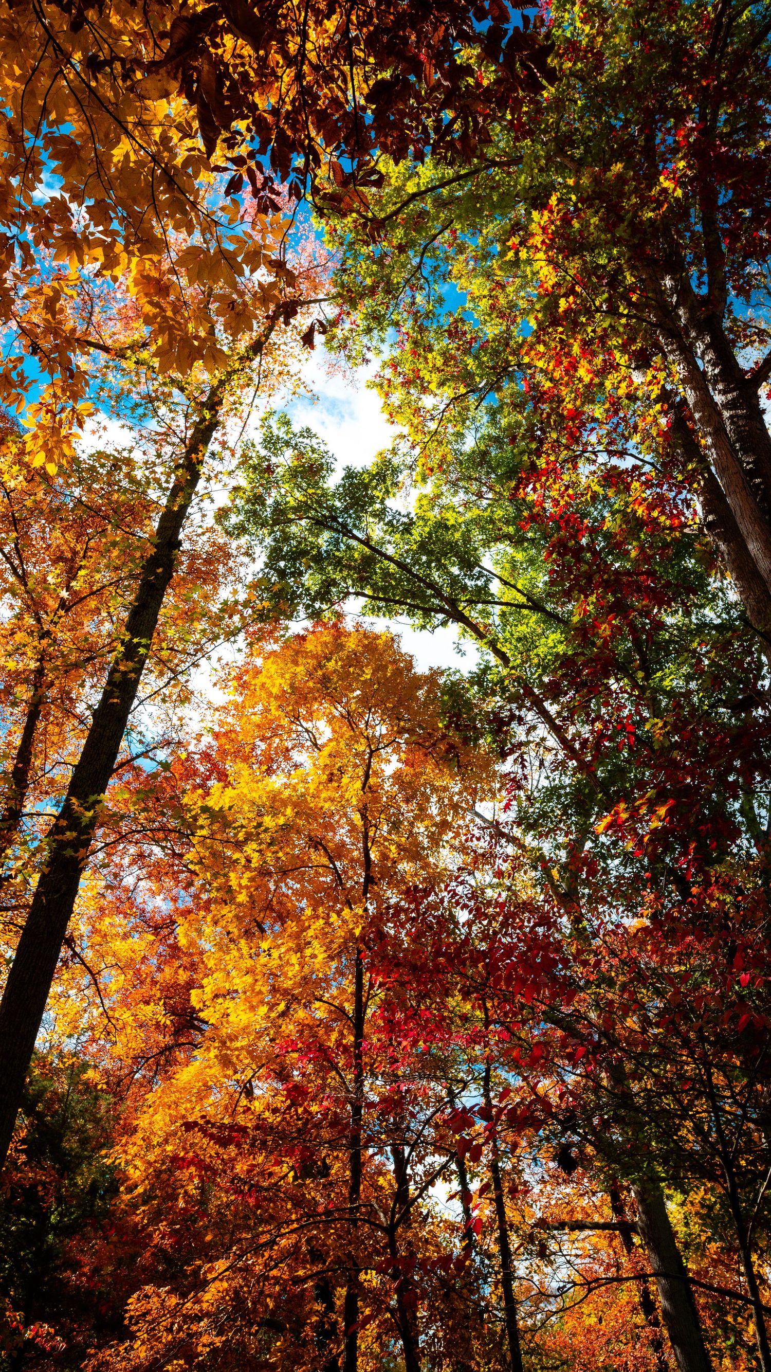 Vibrant autumn trees with red and orange foliage against a bright blue sky.