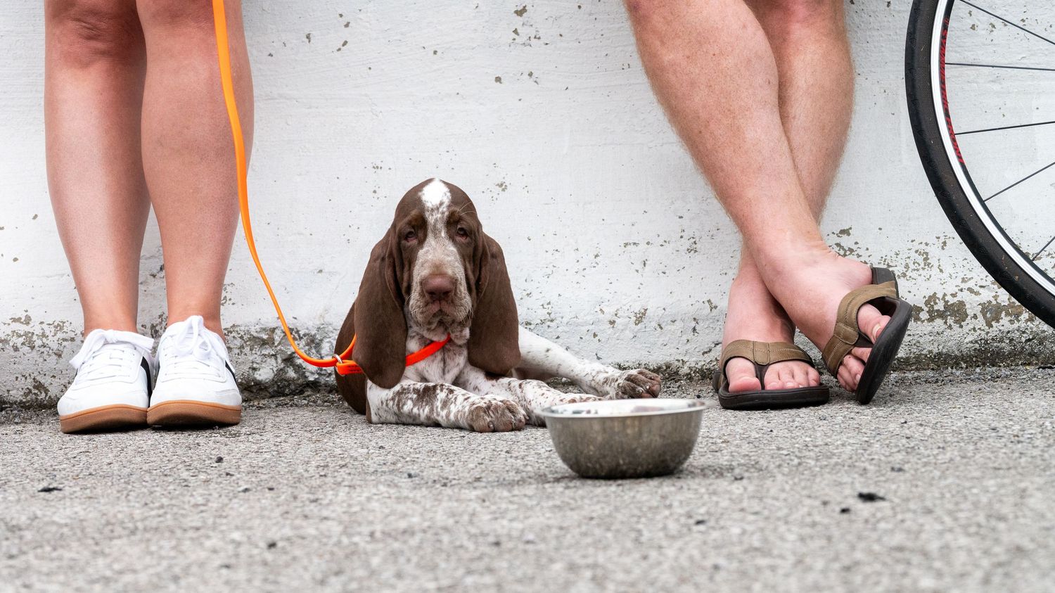 A dog lounging at his owners feet, against a whit concrete background.