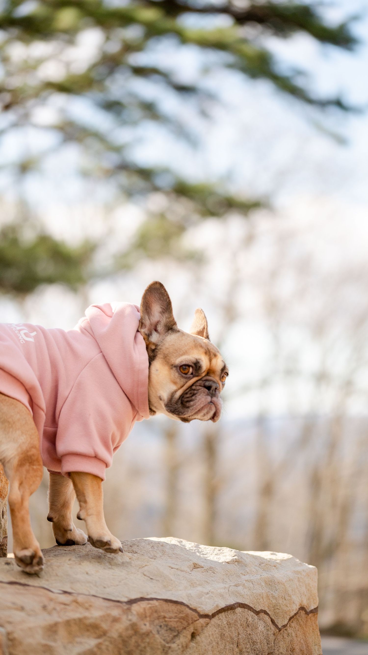 French bulldog wearing a pink sweater poses on rocky terrain in natural lighting.