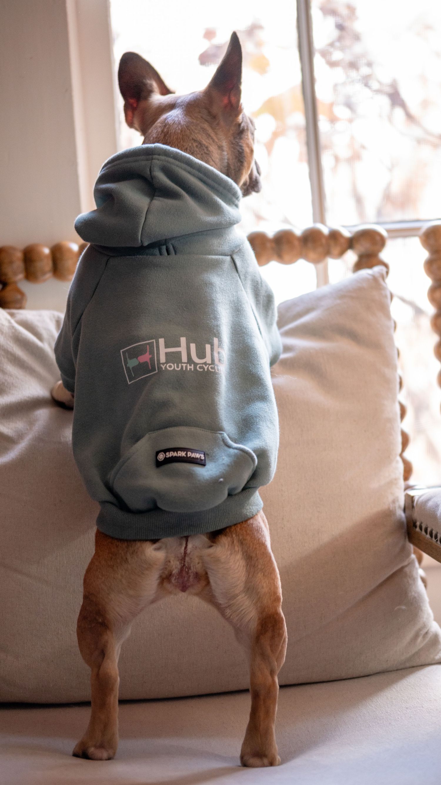 French bulldog wearing a cozy grey hoodie while standing on hind legs looking out the window.