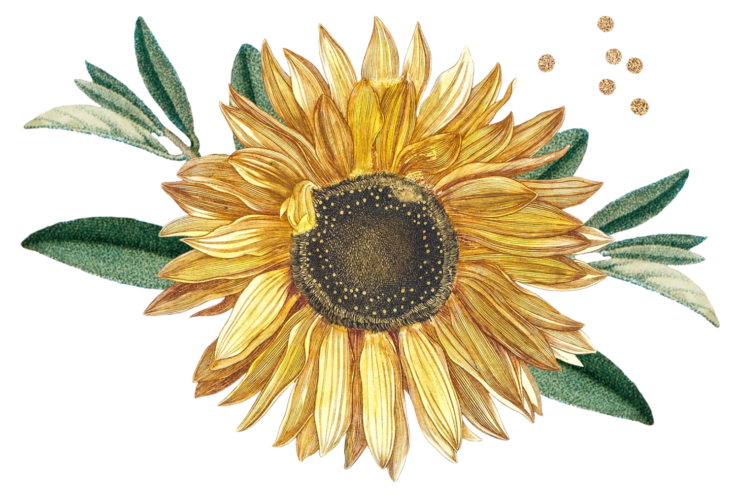 Watercolor illustration of a golden sunflower with green leaves and scattered seeds on white background.