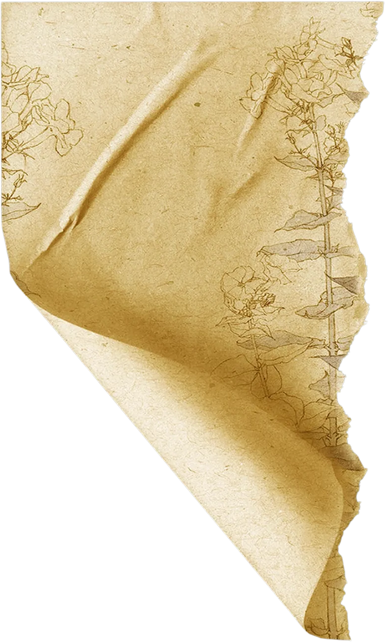 Aged torn brown paper with delicate floral sketch on curled corner edge.