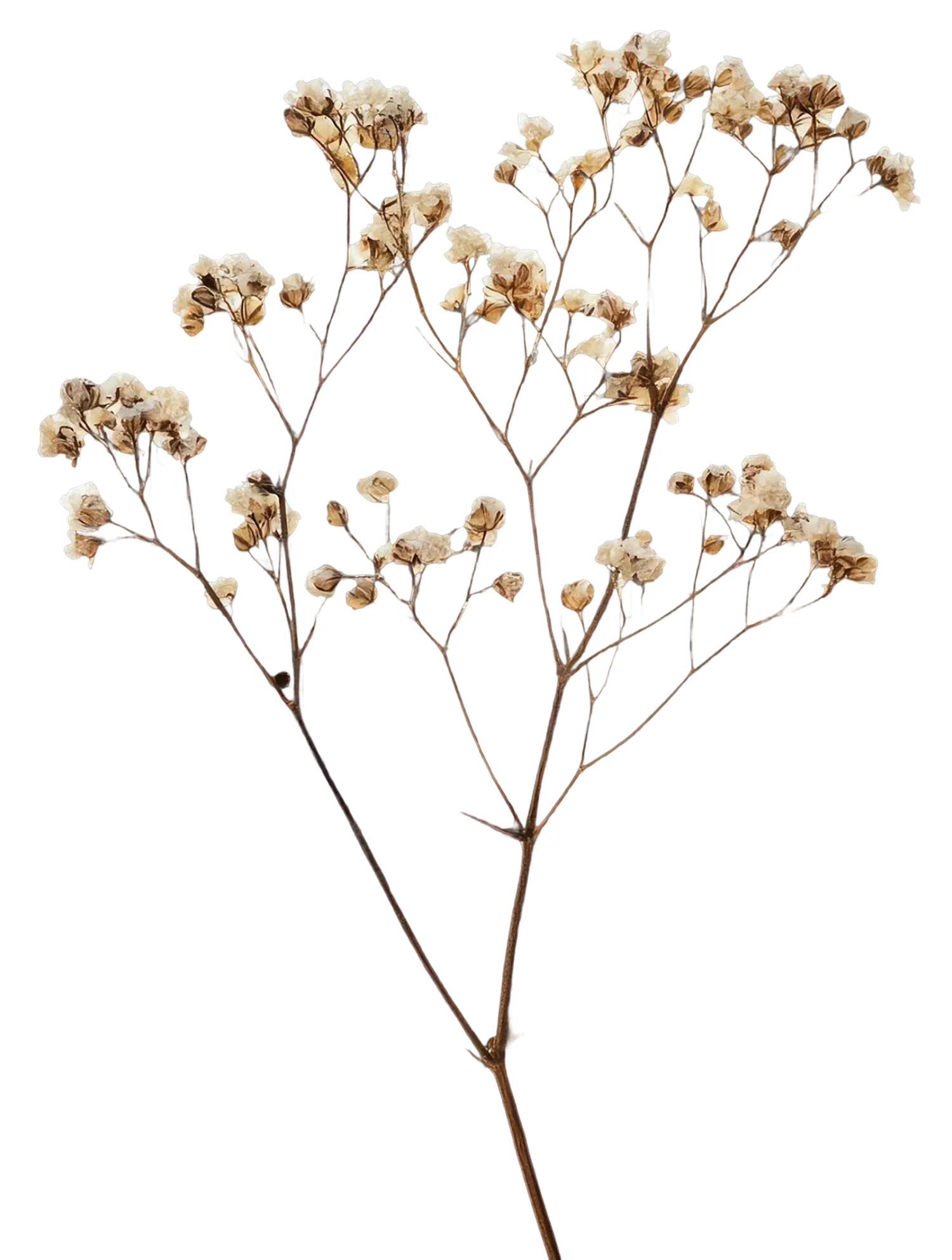 Dried baby's breath branch with small white flowers on white background.
