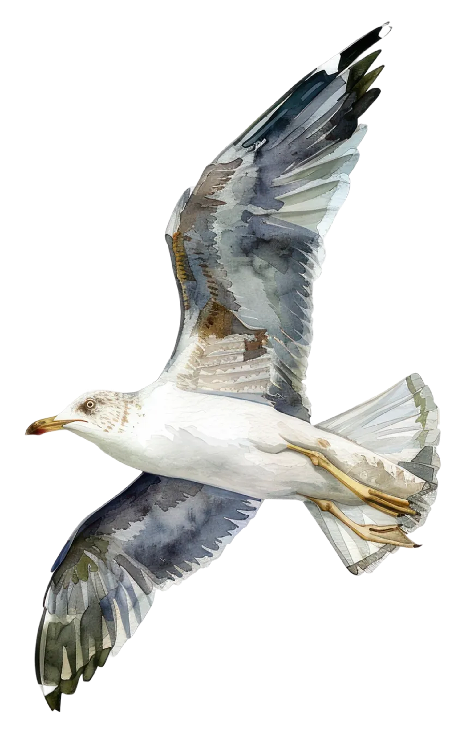 Watercolor painting of a seagull in flight with wings spread on white background.