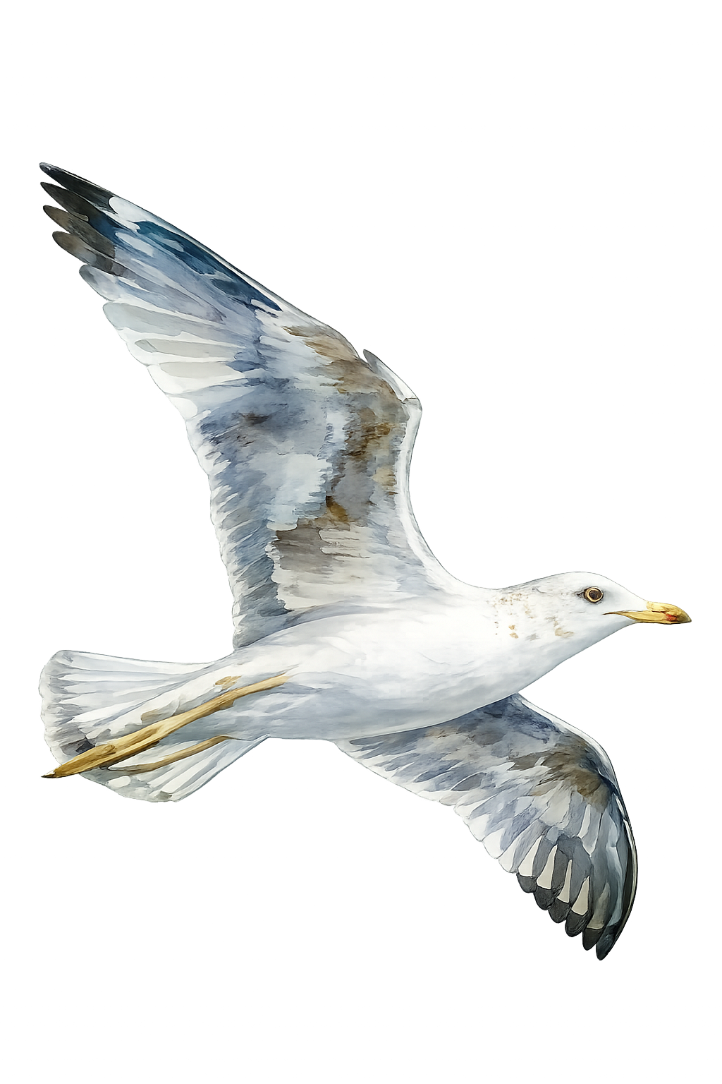 Watercolor painting of a seagull in flight with wings spread wide on a white background.