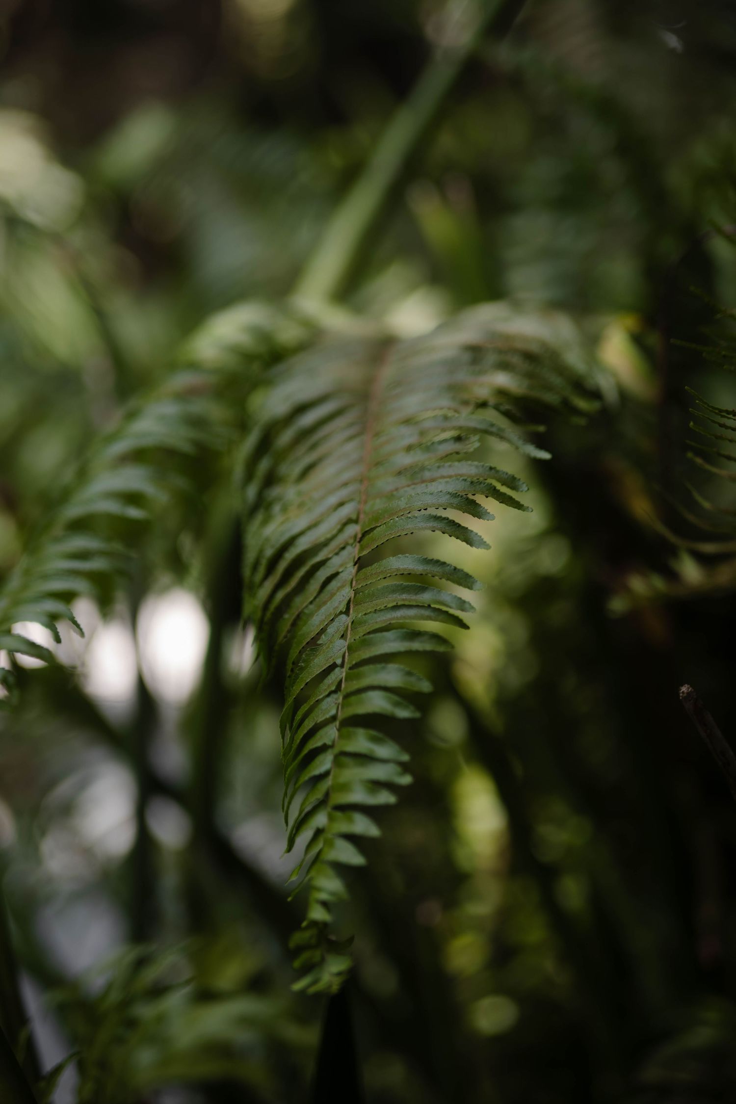 Soft focus ferns create a natural green backdrop with shallow depth of field.