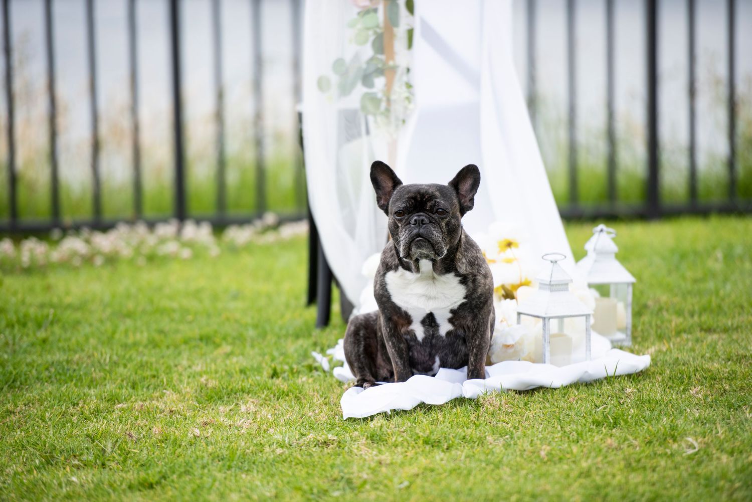 French bulldog puppy lying on white blanket in green grass during outdoor photoshoot.