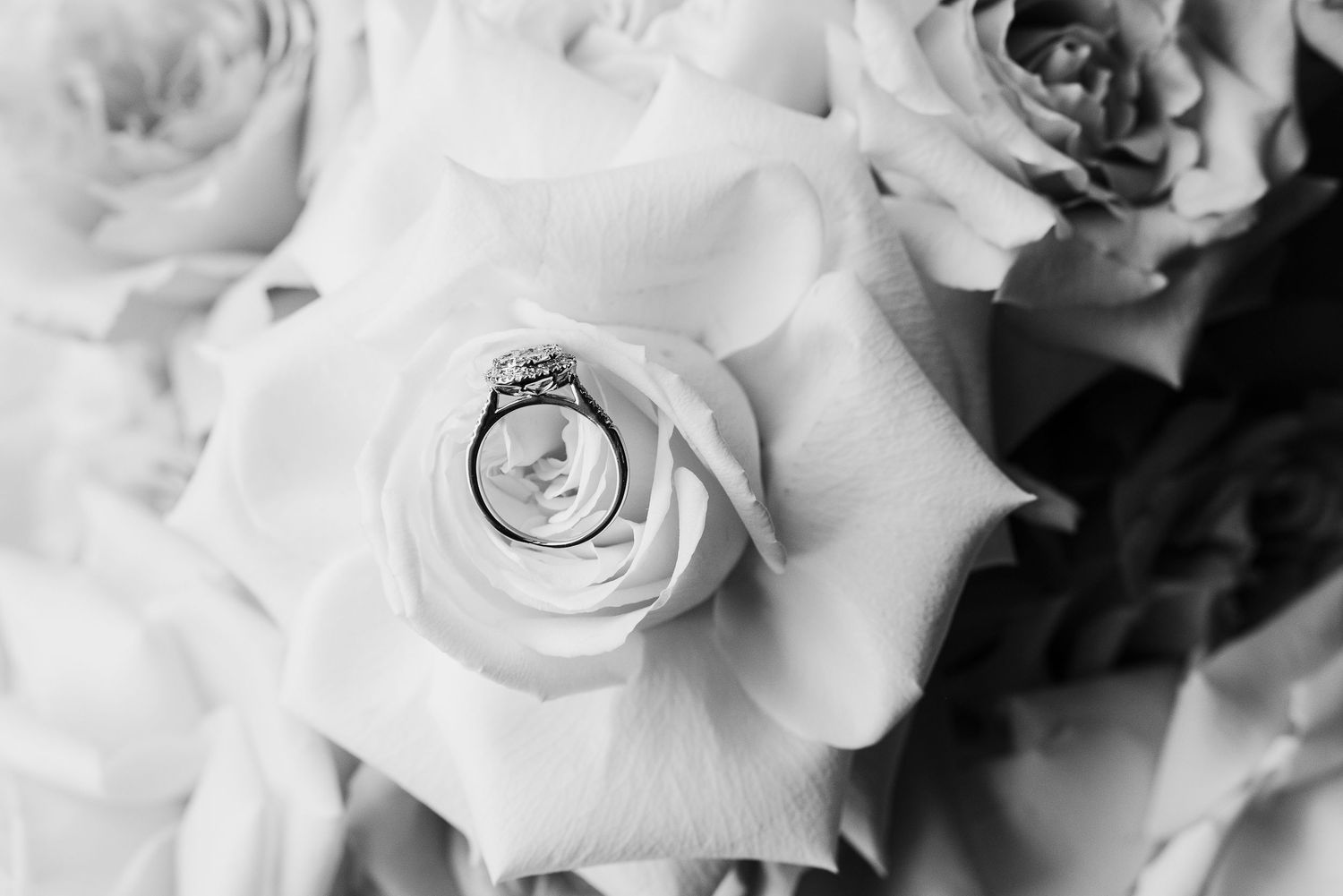 Black and white photo of a wedding ring placed in the center of a pristine white rose.
