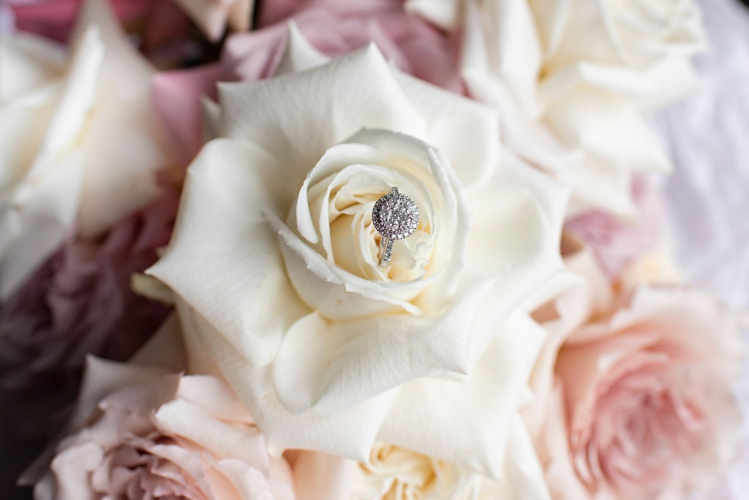 Close-up of a white rose with a delicate engagement ring nestled in its petals.