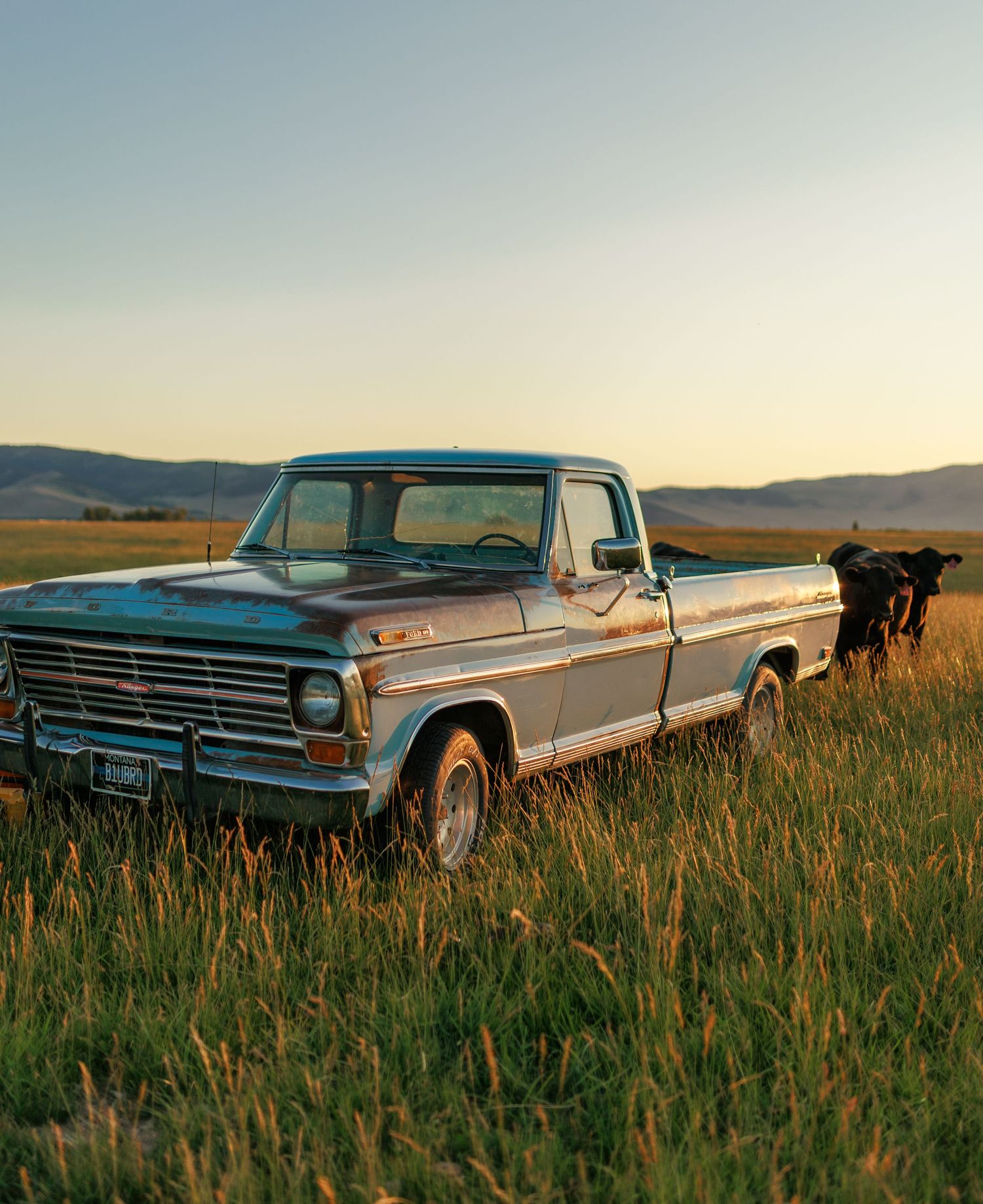 Classic blue Ford pickup truck parked in tall grass during golden hour.