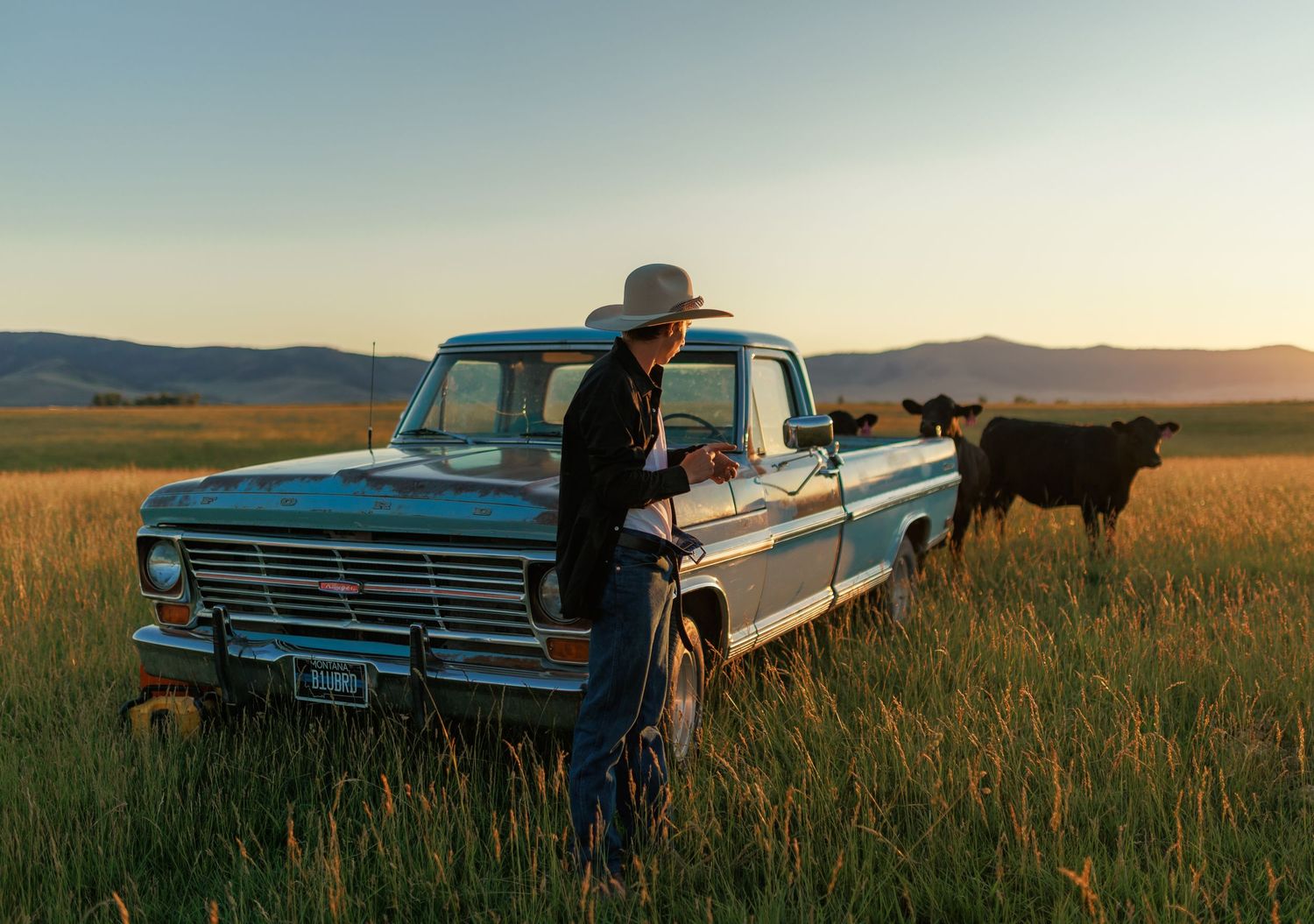 A vintage Ford pickup truck with cattle in a scenic field at sunset.
