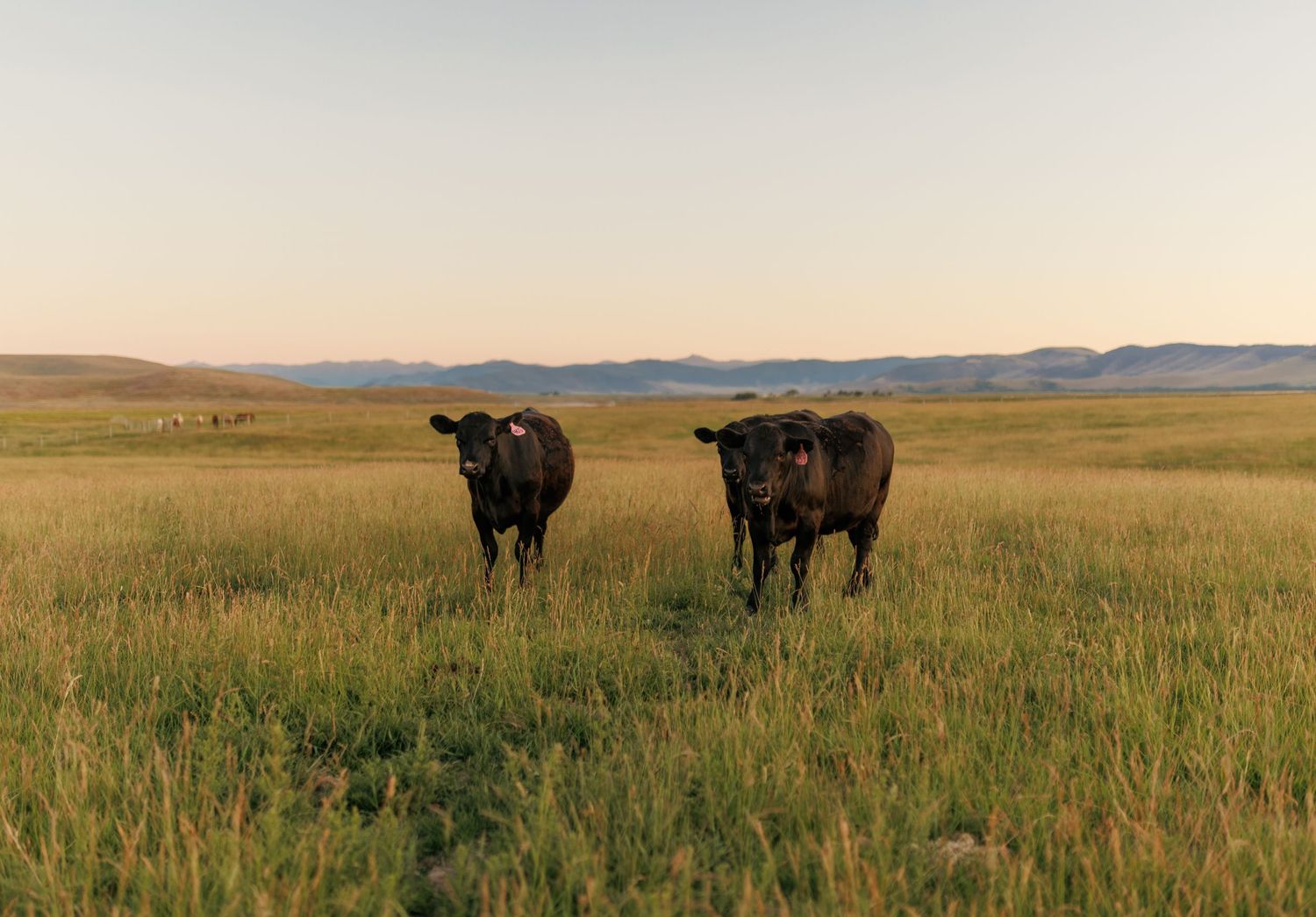 Two black cattle standing in a golden prairie field with mountains in the distance.