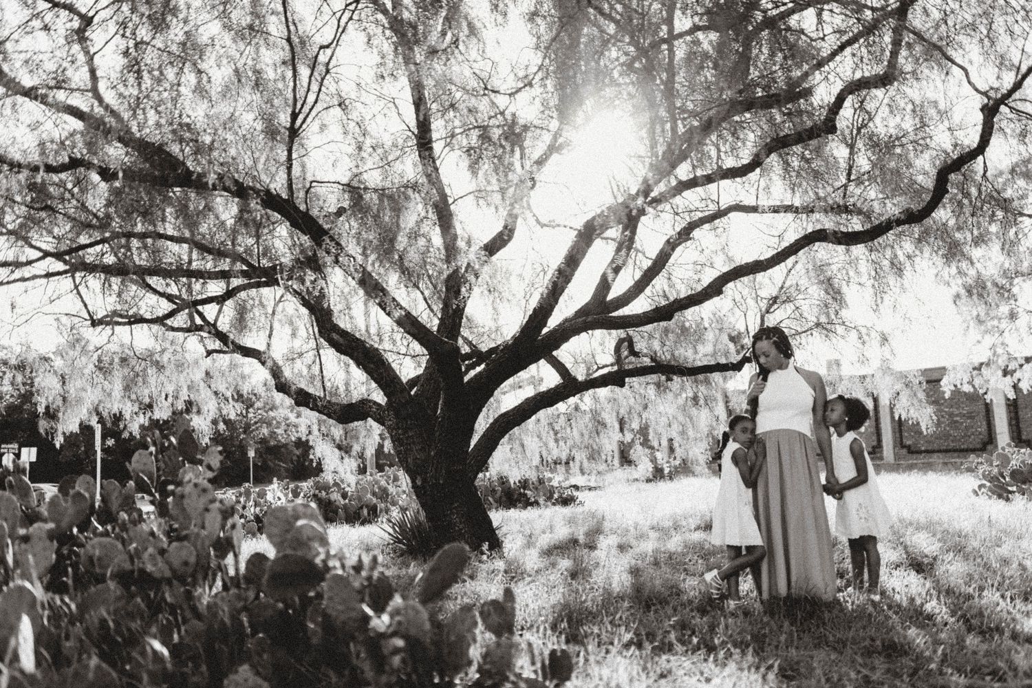 Artistic black and white landscape series featuring willow trees and natural lighting.