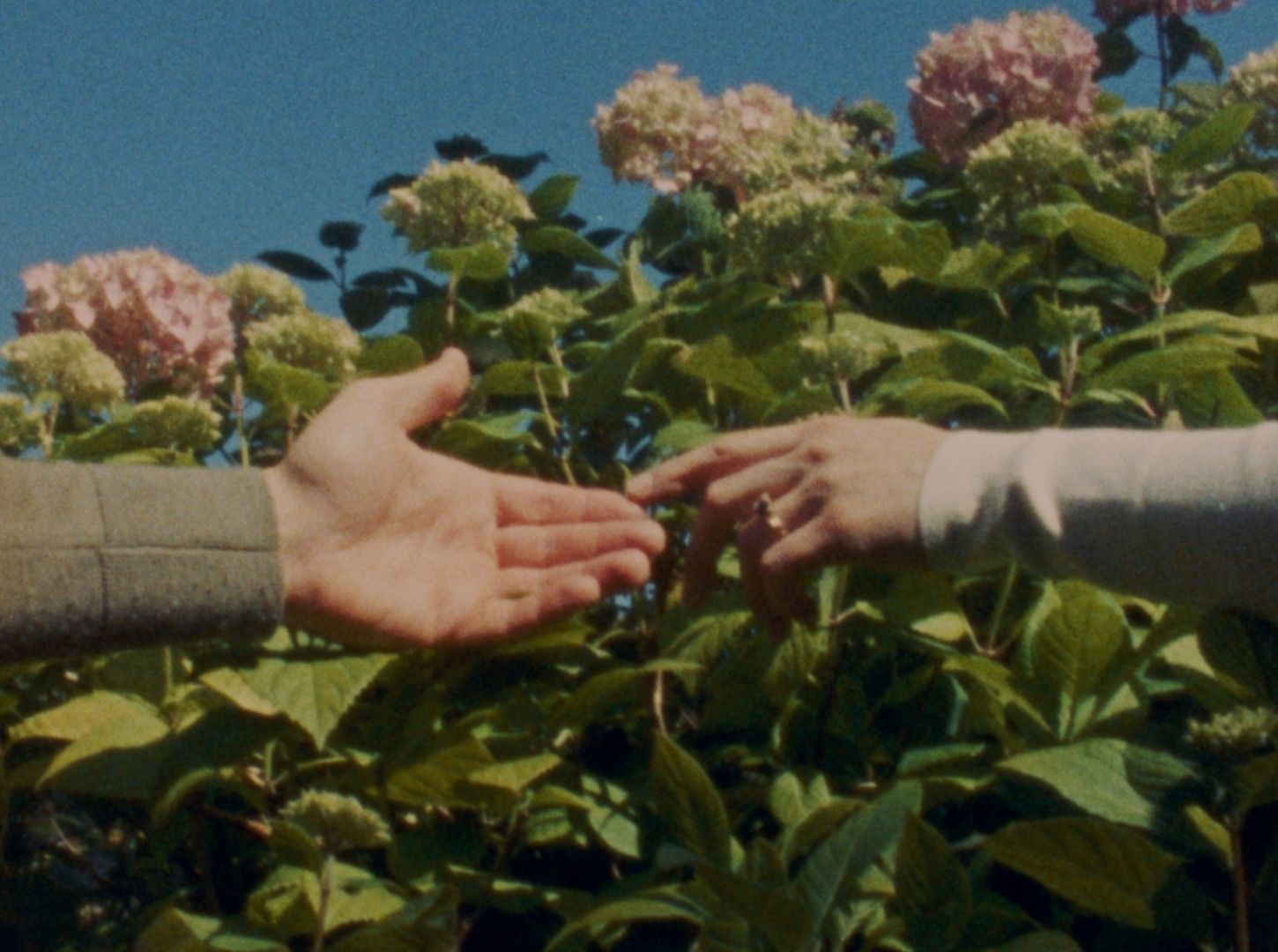 Two hands reaching toward each other in front of blooming pink hydrangeas under a clear blue sky.