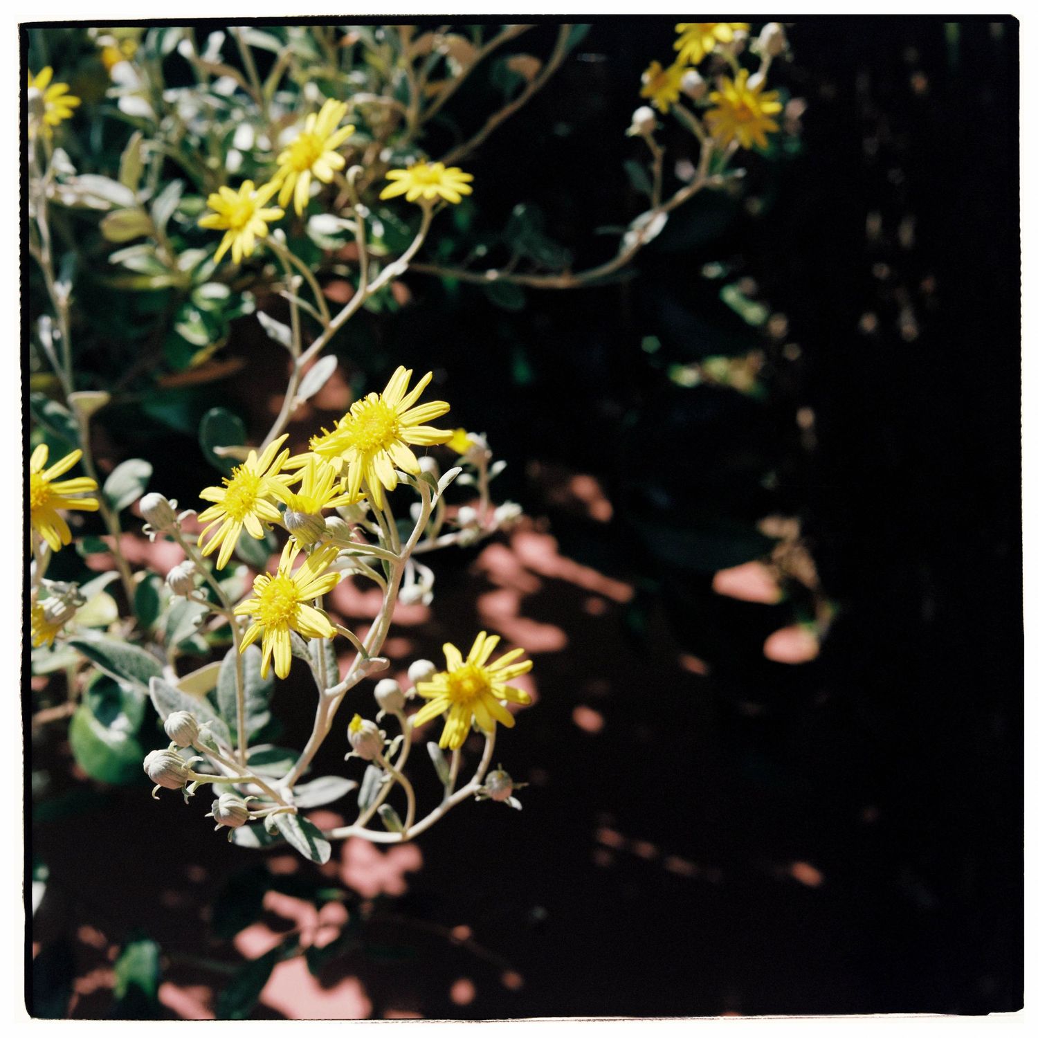 Yellow wildflowers blooming on slender branches against a dark background in natural sunlight.