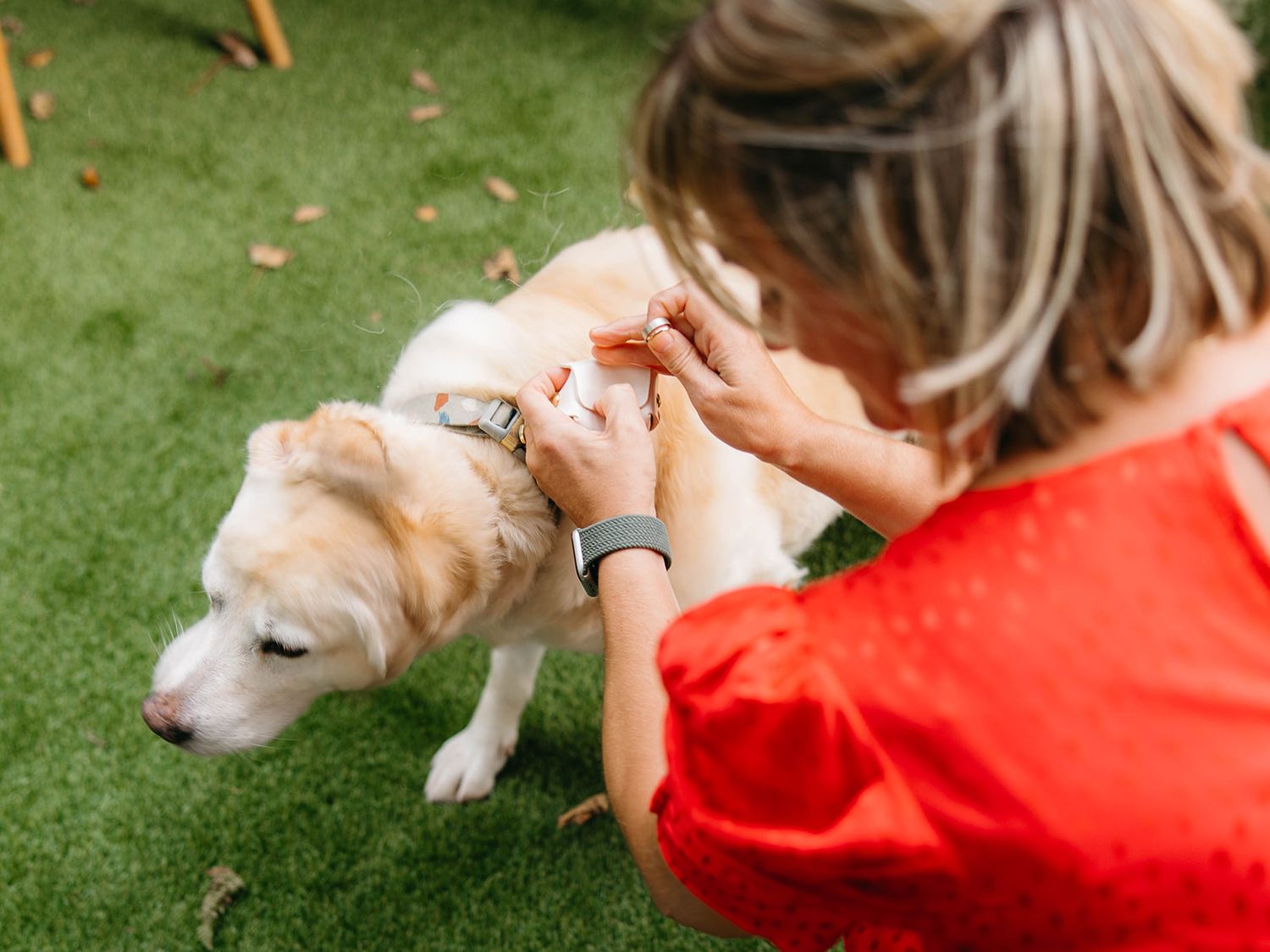 A dog receives medical attention on artificial grass from someone wearing a red shirt.