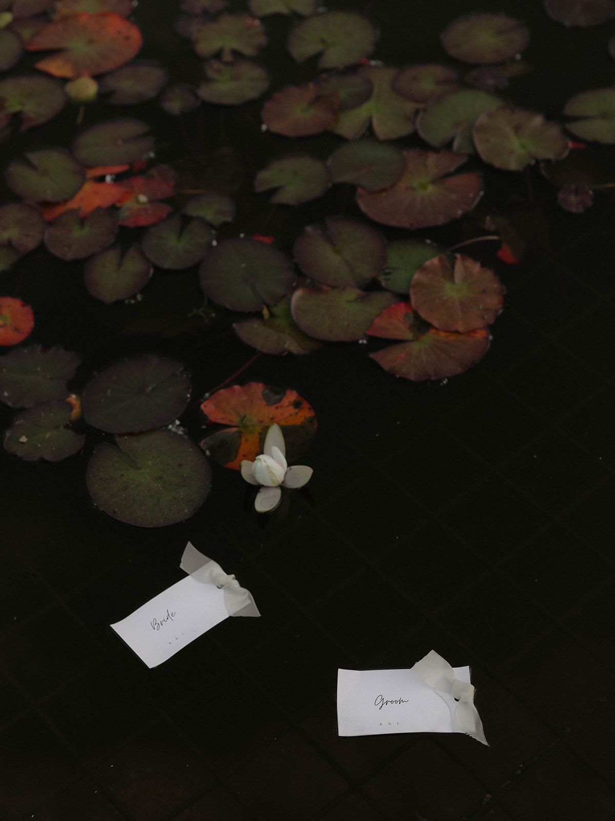 Dark water lily pond at night with scattered leaves floating on the black surface.