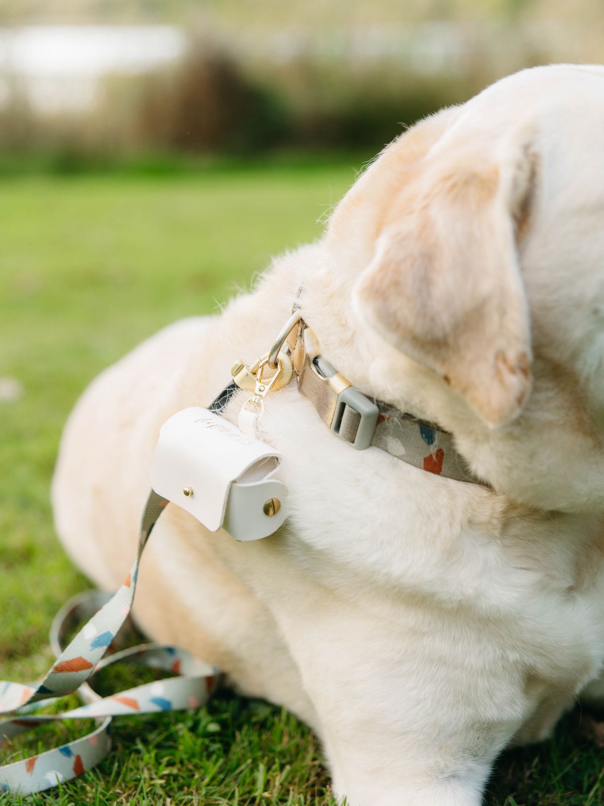 Close-up view of a white dog wearing a metal training collar while lying on green grass.