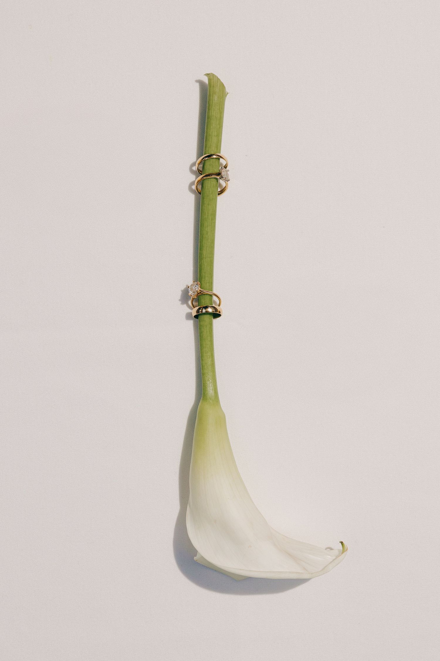 Green flower stem with white petal and gold rings styled as jewelry on white background.