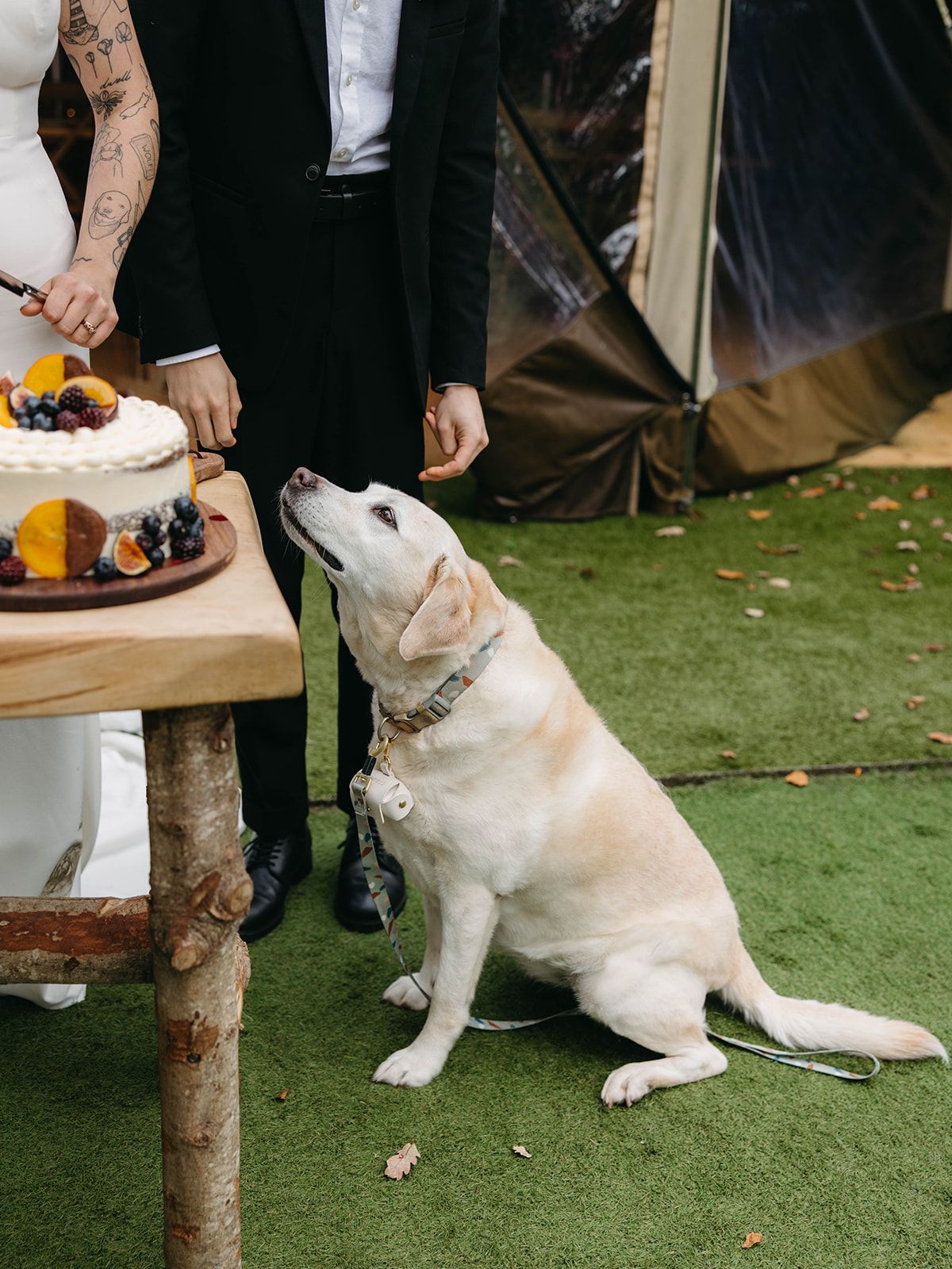 White dog eagerly looks up at wedding cake displayed on rustic wooden table on grass.