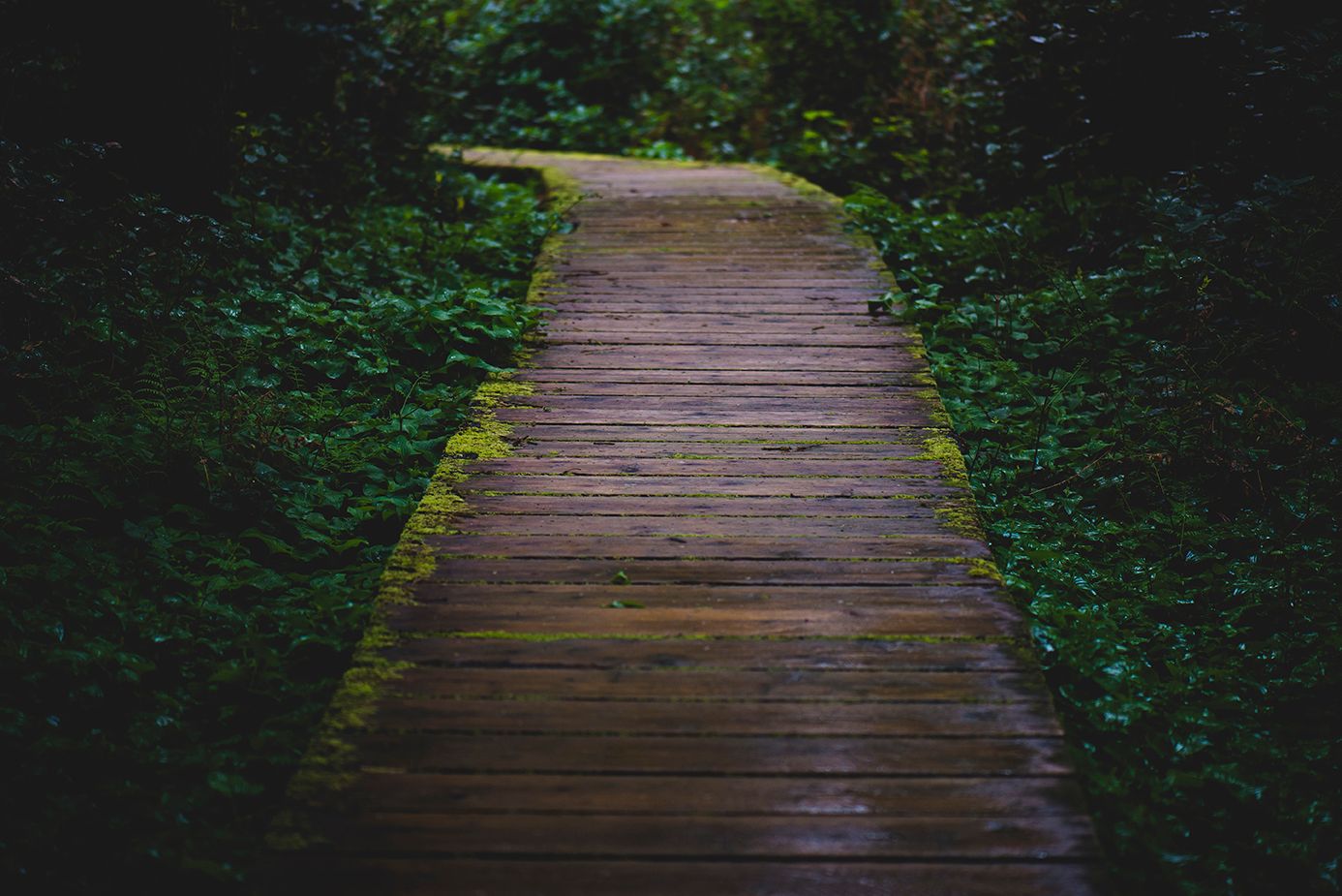 Wooden boardwalk winding through lush green forest in diminishing perspective.