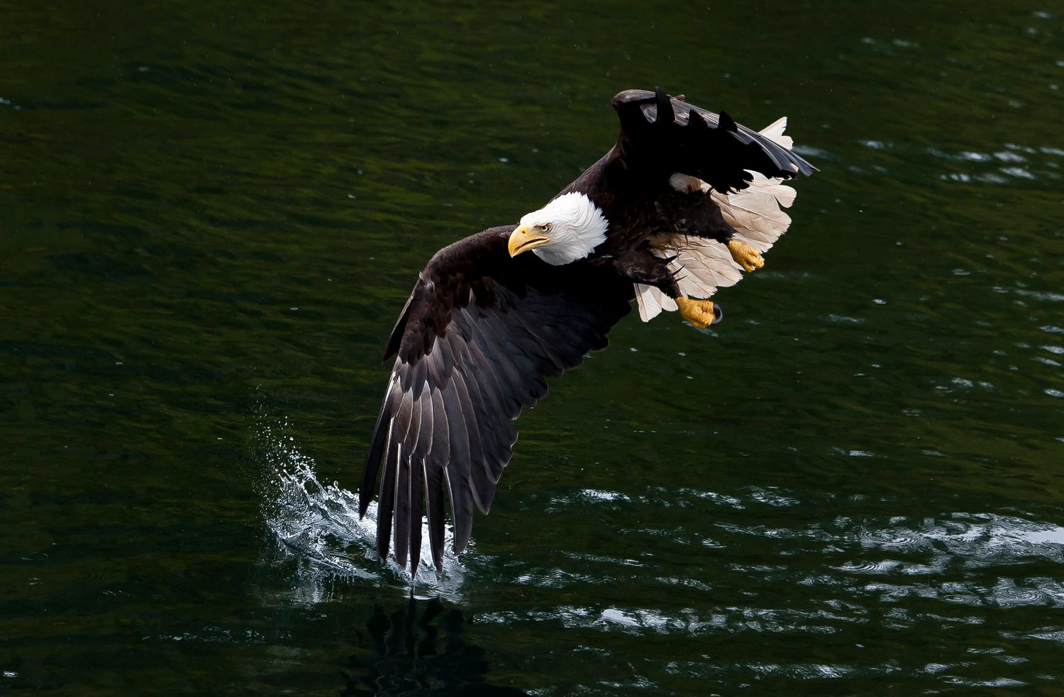 Bald eagle swooping down to catch fish from dark waters with splashing action.