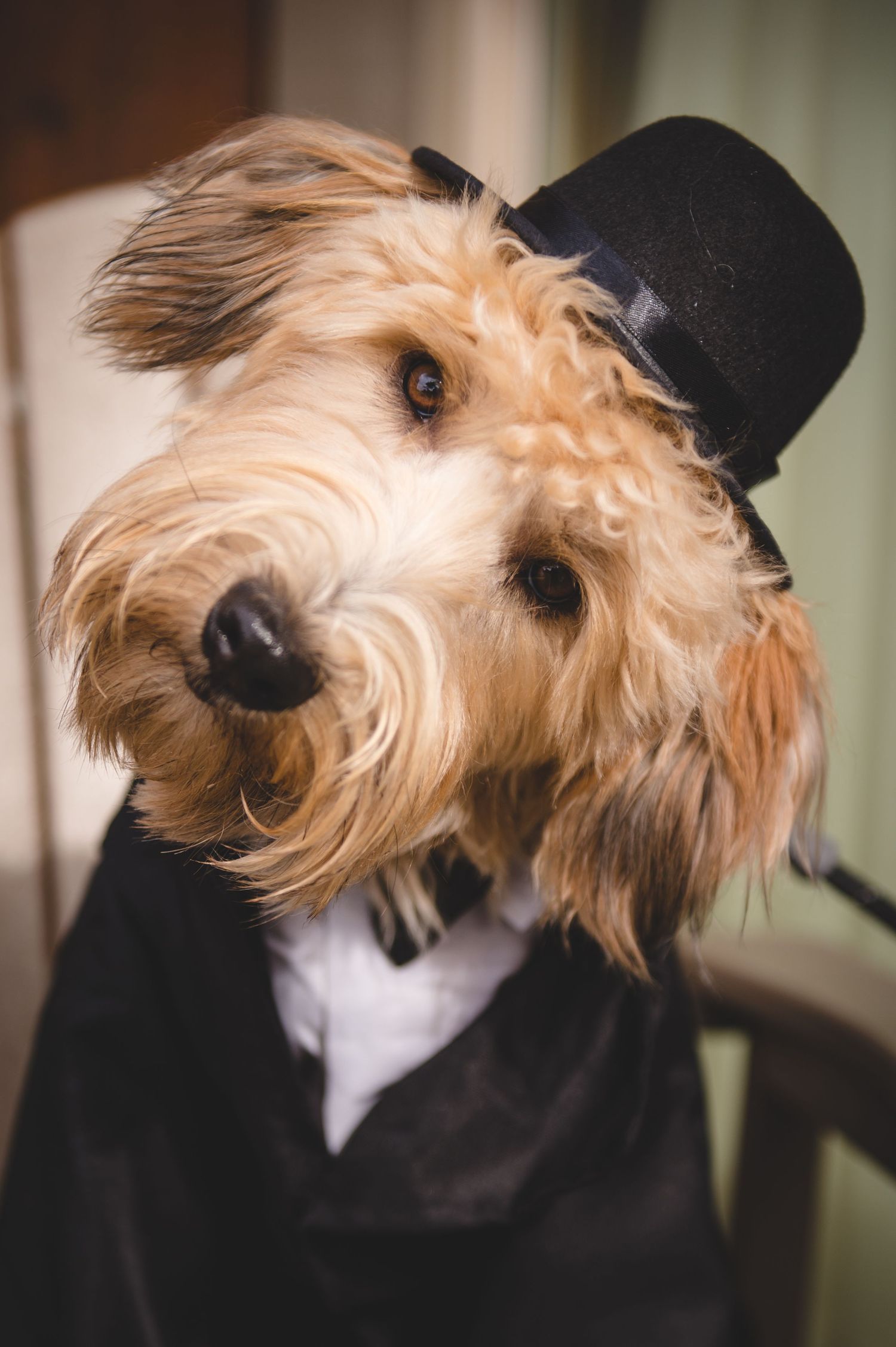 An adorable goldendoodle dog wearing a black top hat and formal tuxedo outfit.