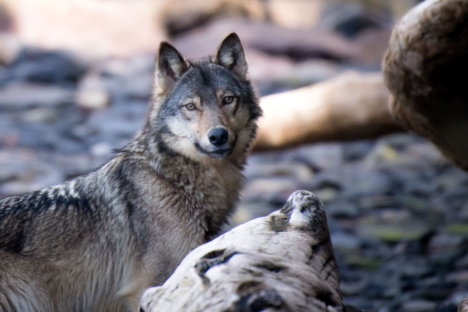 A series of five gray wolves with piercing eyes shown in close-up profile views against blurred backgrounds.