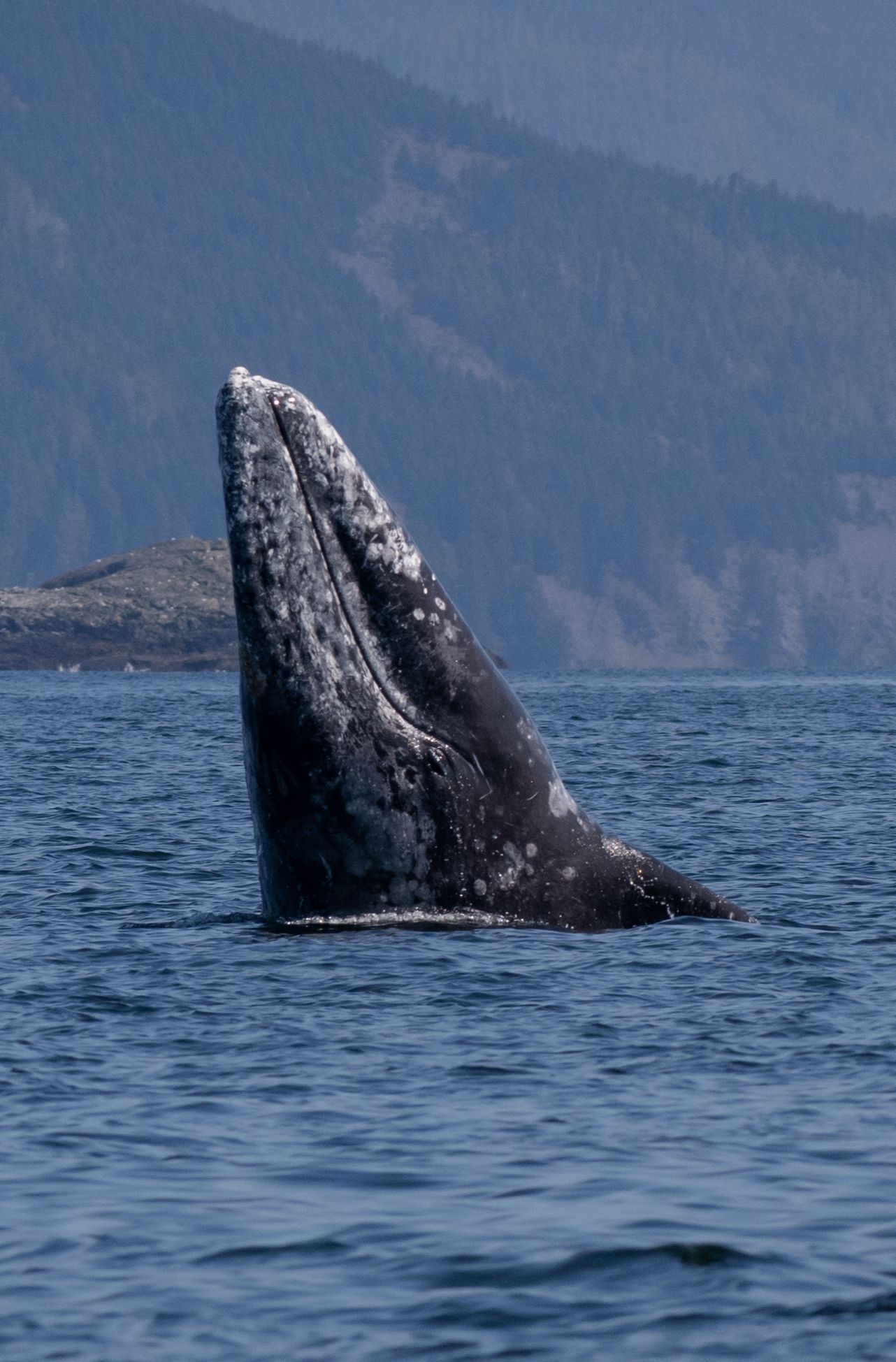A sequence of four photos showing a gray whale breaching the ocean surface with mountains visible in the background.