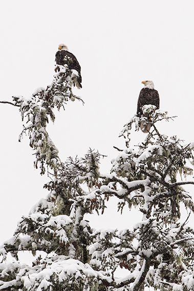 Eagles perched on snow-covered evergreen branches against white winter sky.